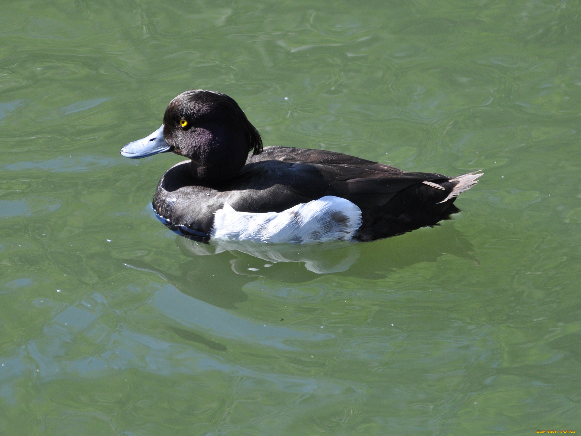 животные, утки