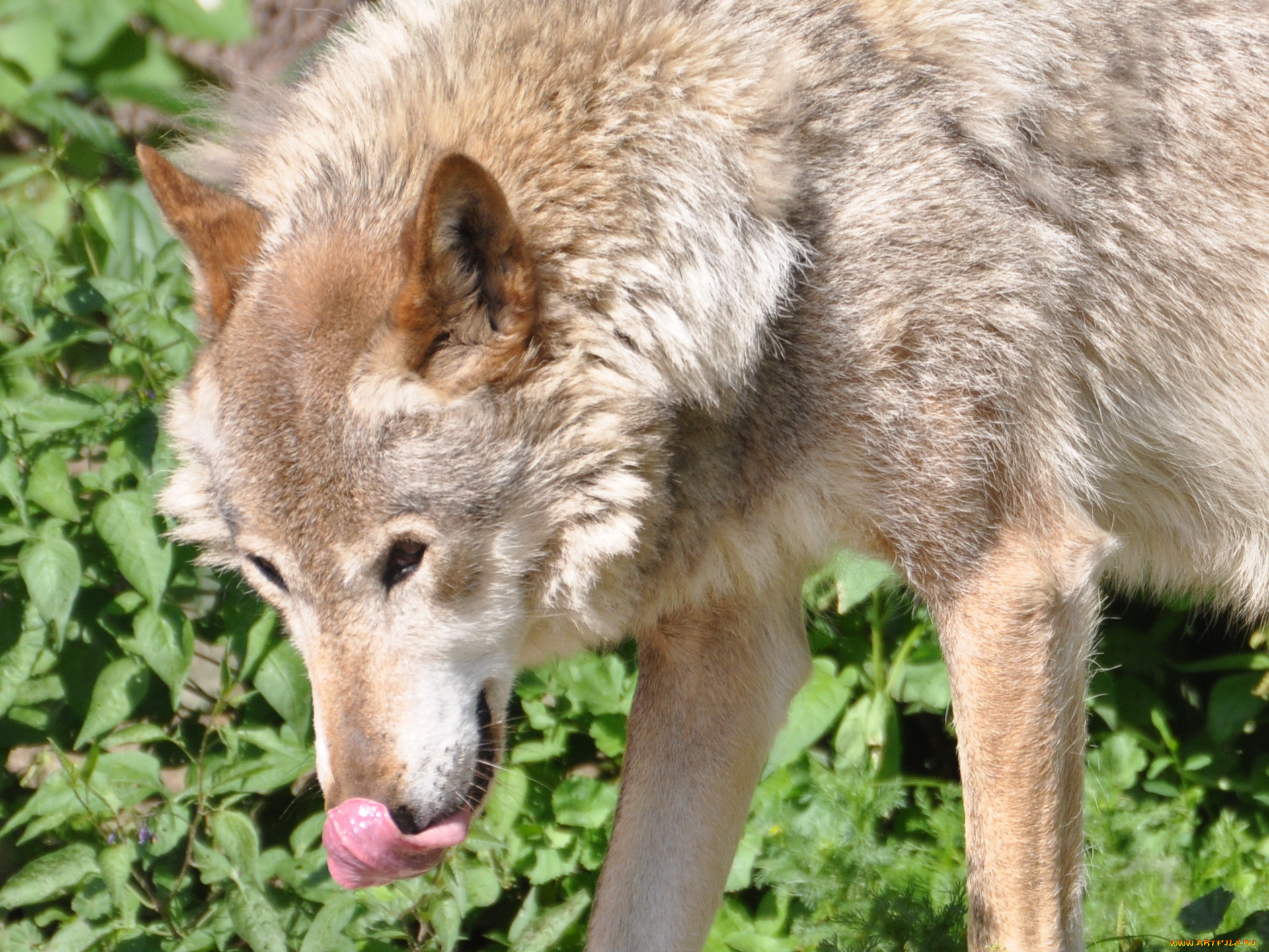 животные, волки