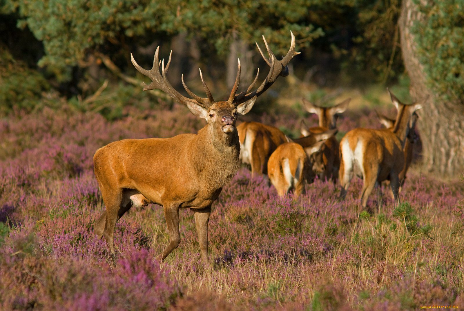 животные, олени, лес
