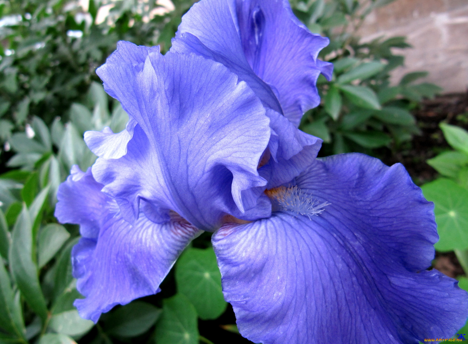 цветы, ирисы, синий, макро, ирис