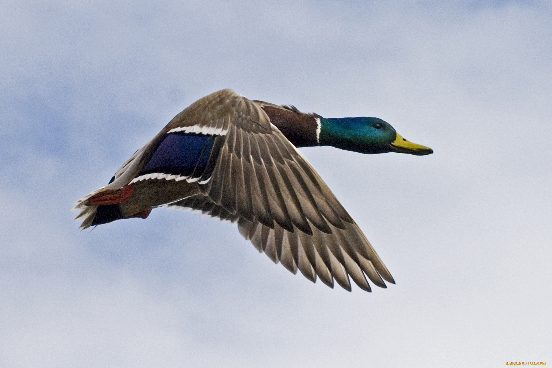 mallard, on, the, move, животные, утки, полет, красавец, селезень