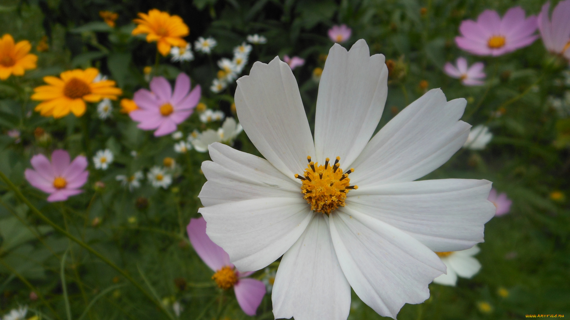 цветы, космея, лето, лепестки