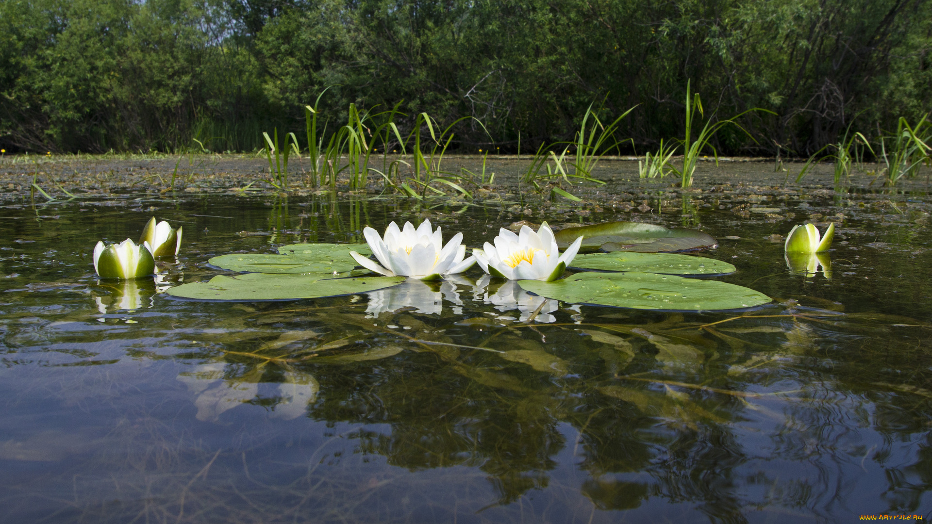 цветы, лилии, водяные, нимфеи, кувшинки, пруд, листья