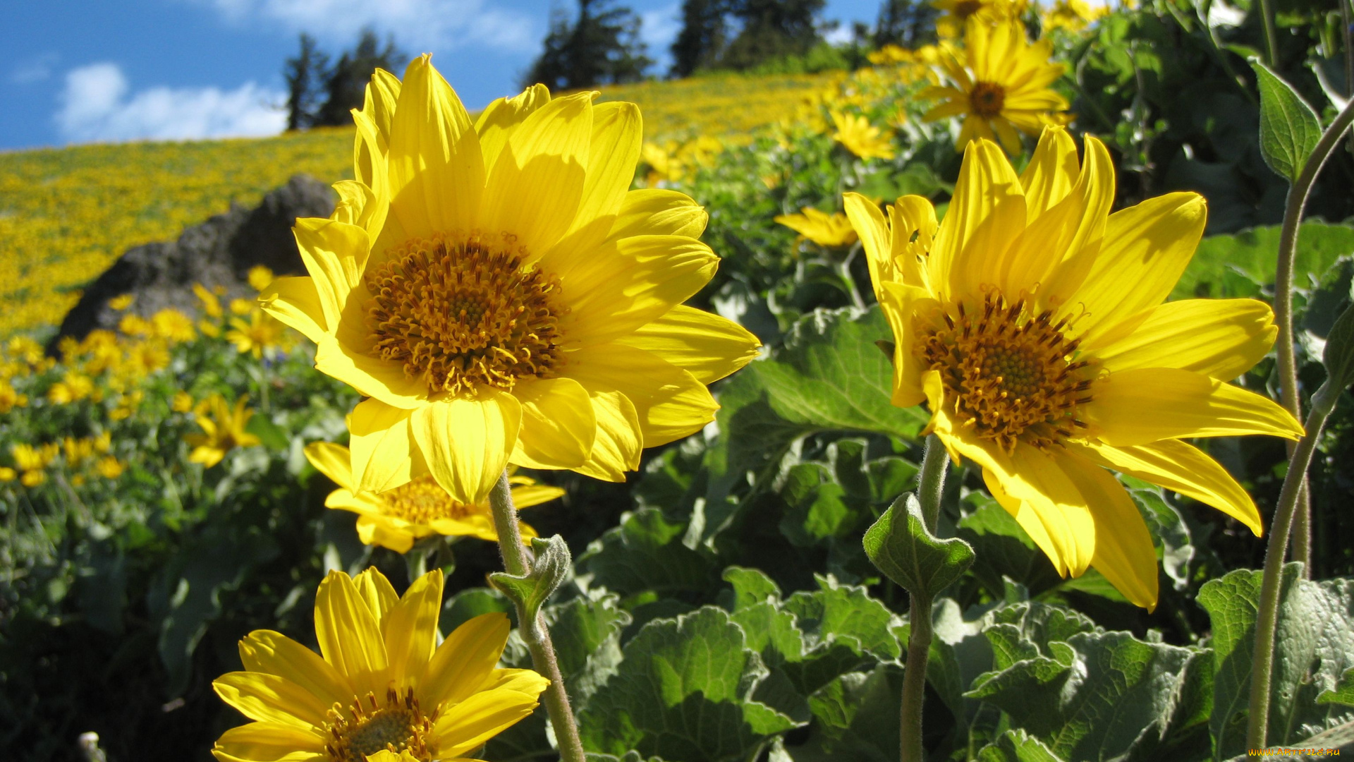 цветы, подсолнухи, sunflower