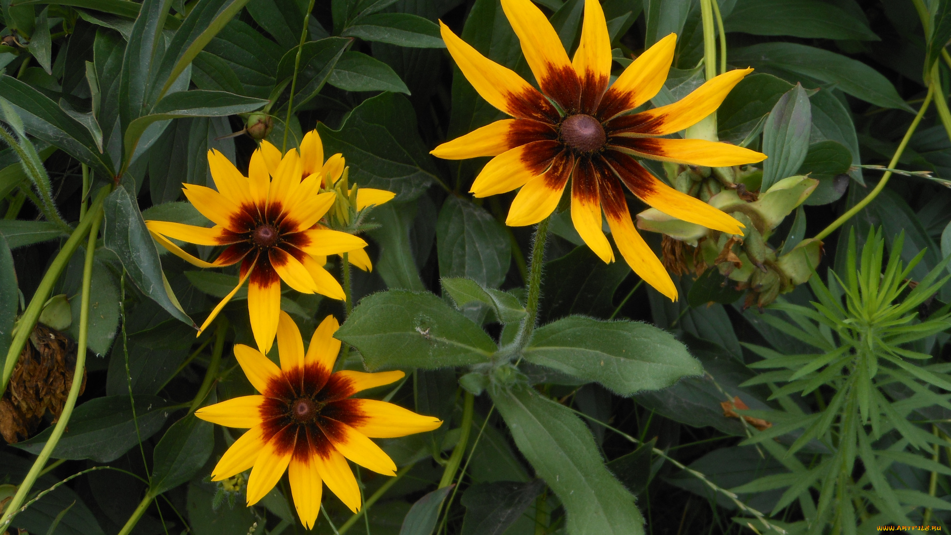 цветы, рудбекия, лето, лепестки