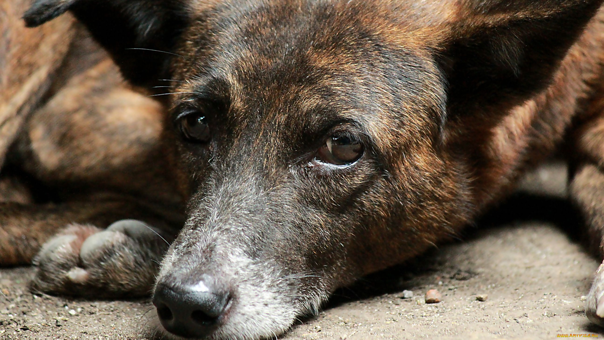 nok`s, pic, животные, собаки, собака, морда, глаза, взгляд