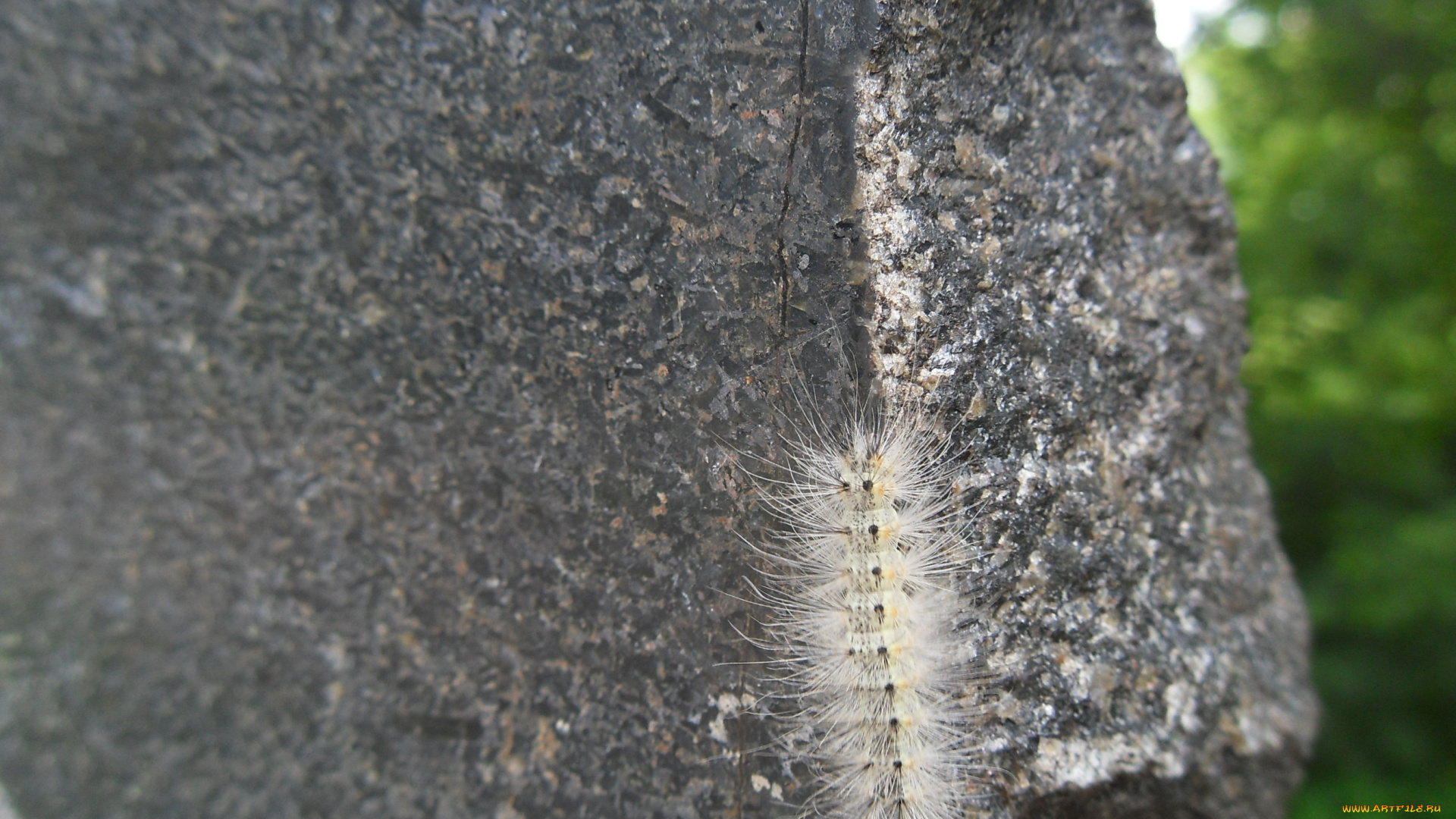 животные, гусеницы, гусеница