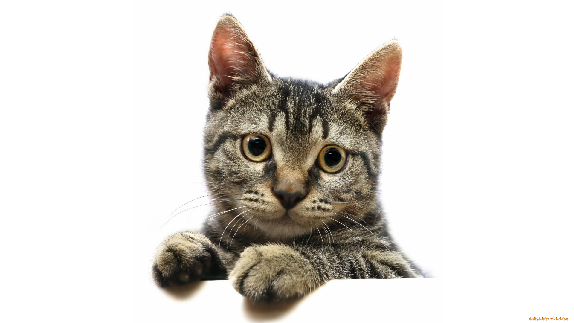 животные, коты, cat