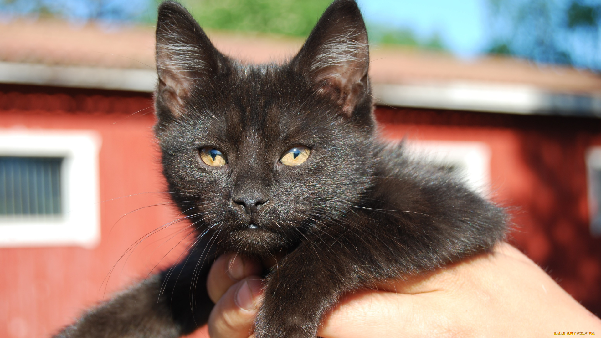 животные, коты, cat