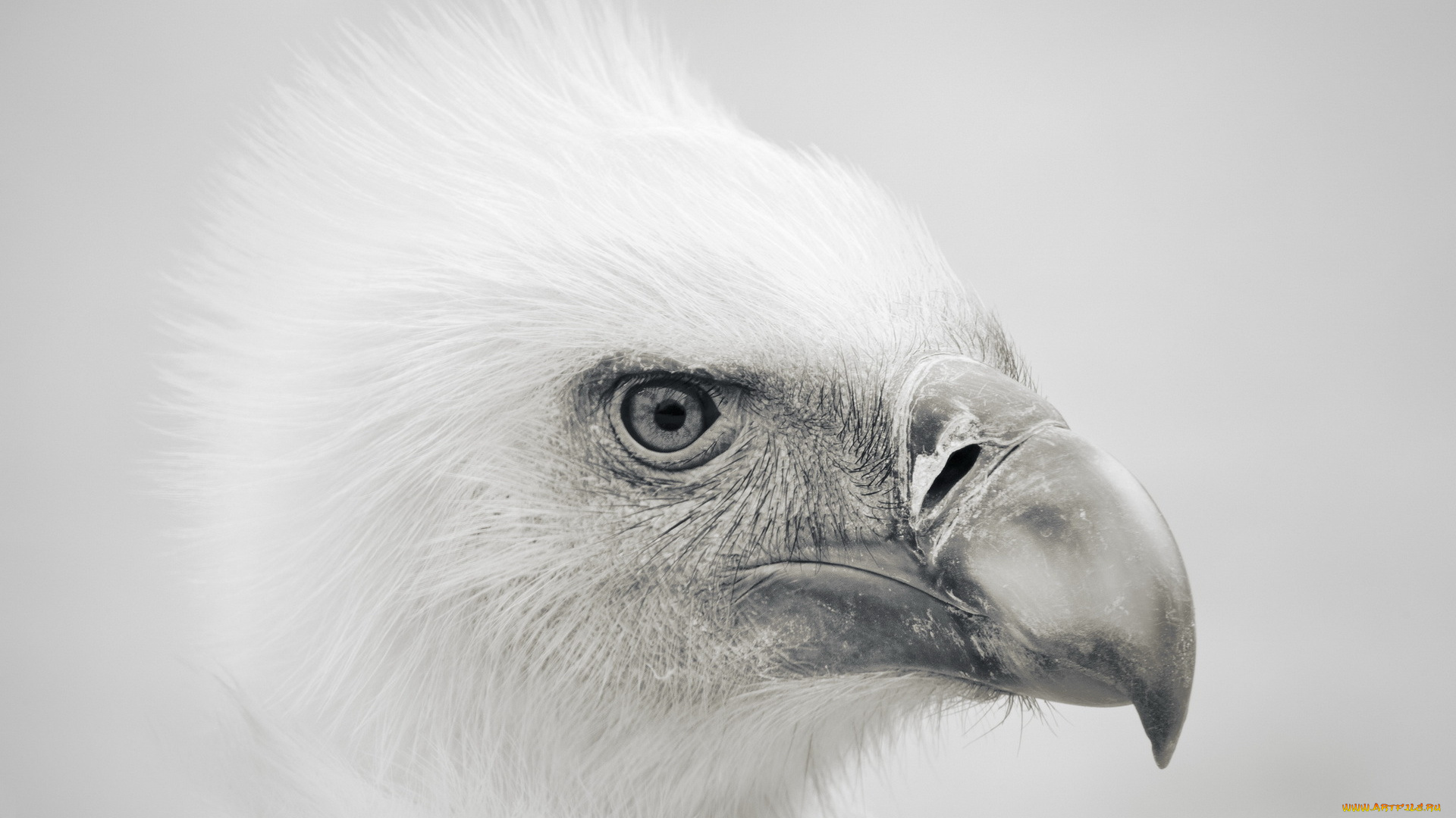 животные, птицы, хищники, природа, орёл, стиль, фон