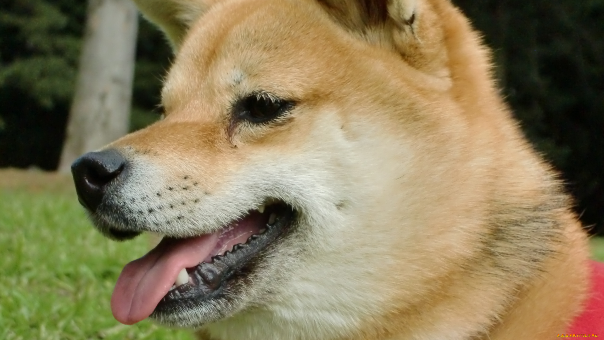 животные, собаки, dog