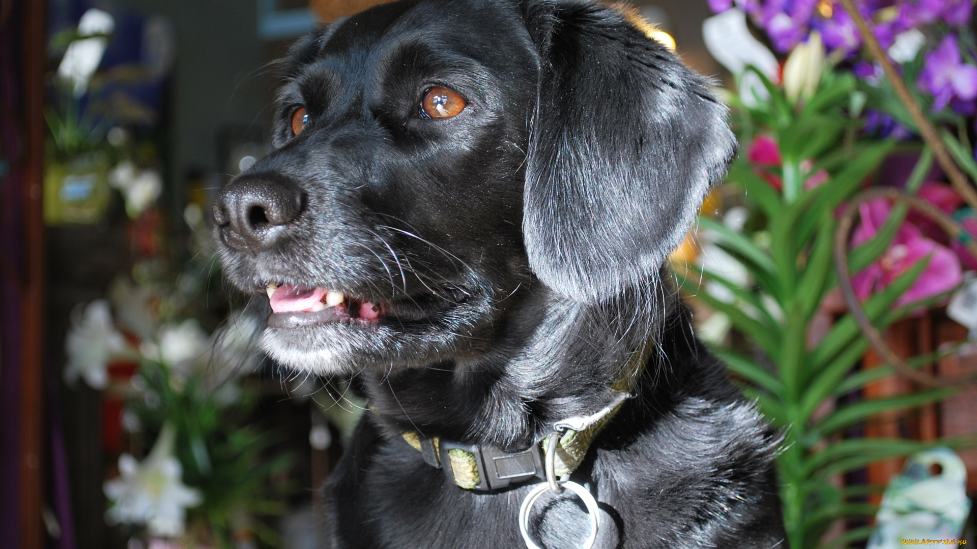 животные, собаки, пес