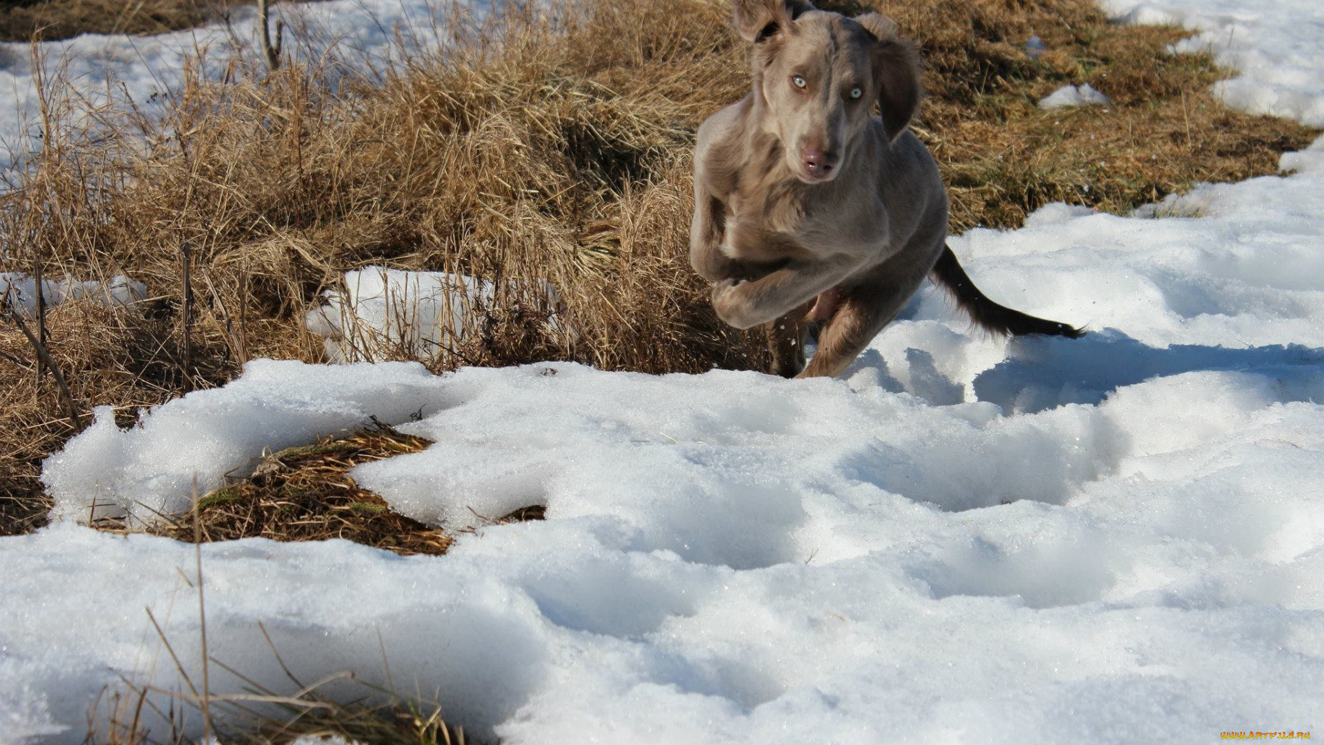 животные, собаки, снег