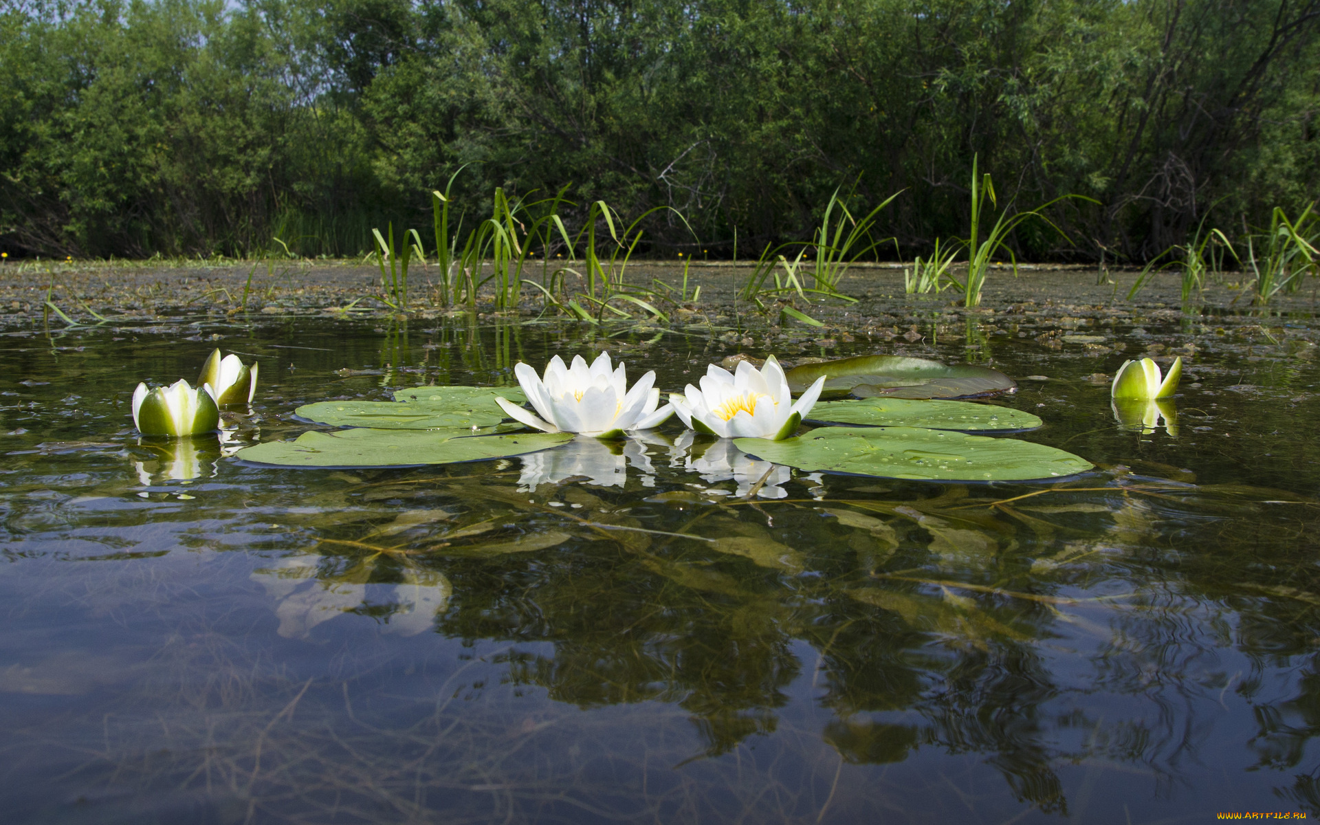 цветы, лилии, водяные, нимфеи, кувшинки, пруд, листья