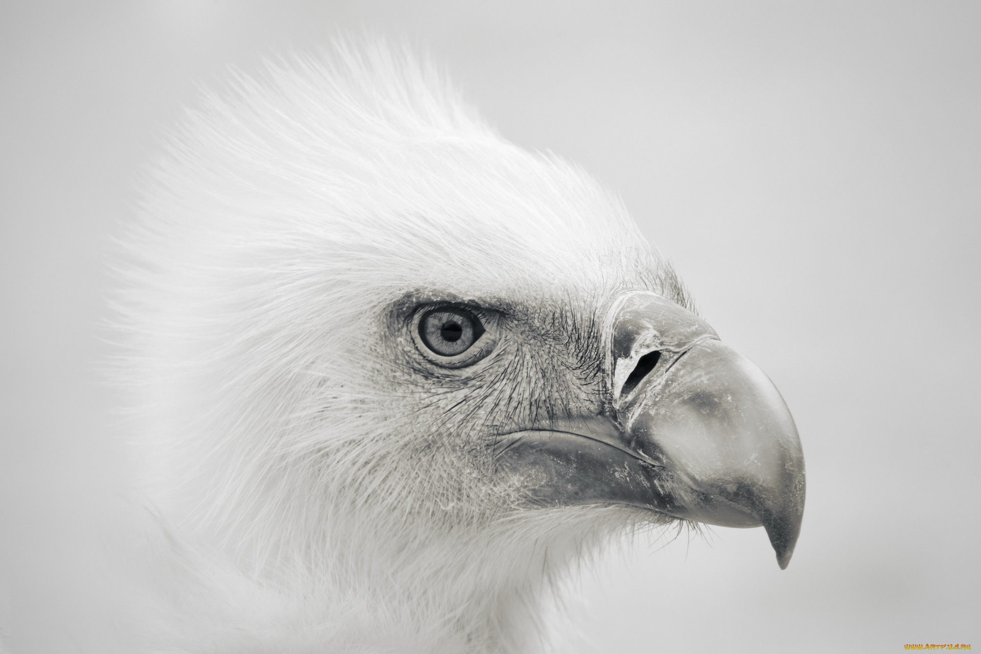 животные, птицы, хищники, природа, орёл, стиль, фон