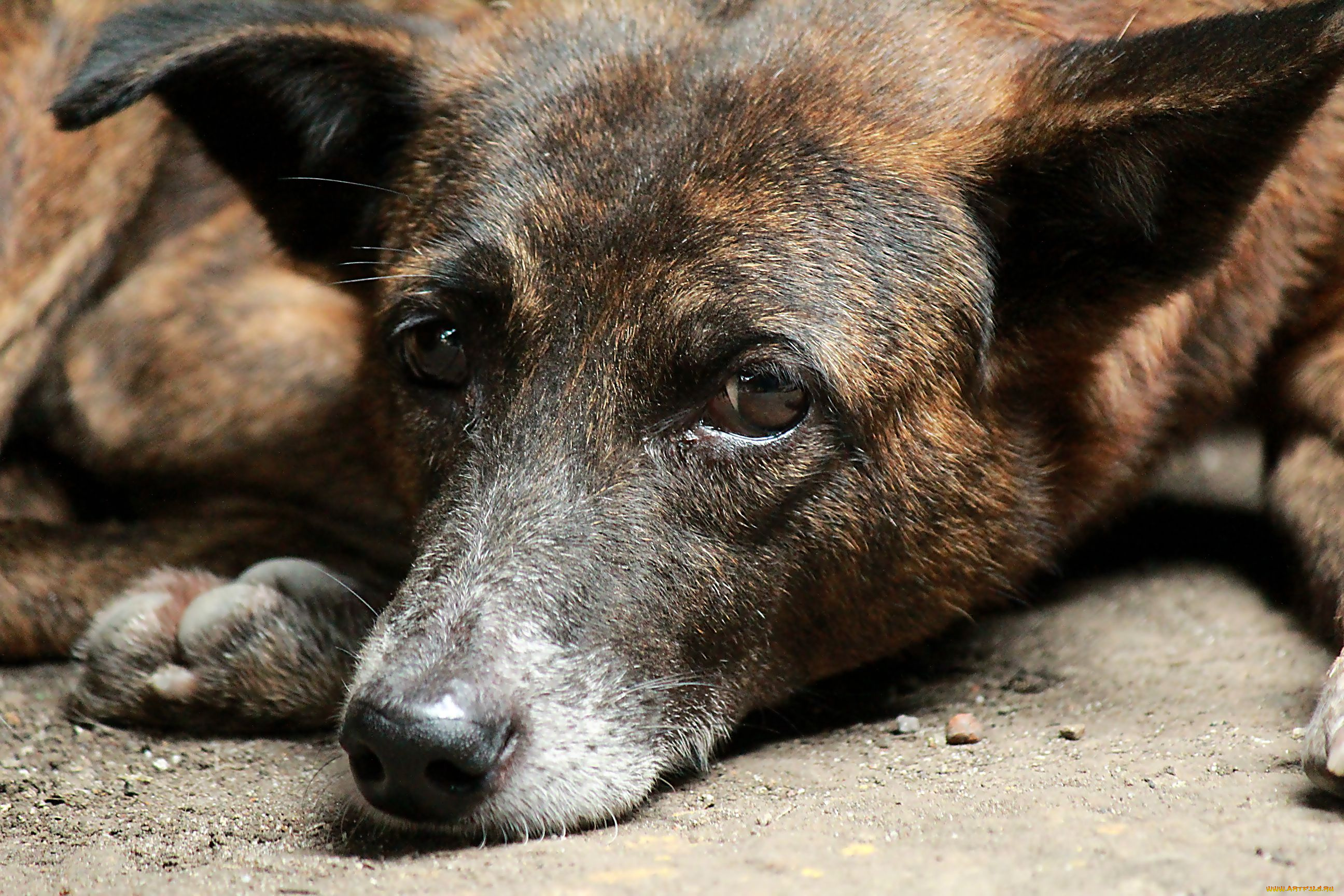 nok`s, pic, животные, собаки, собака, морда, глаза, взгляд