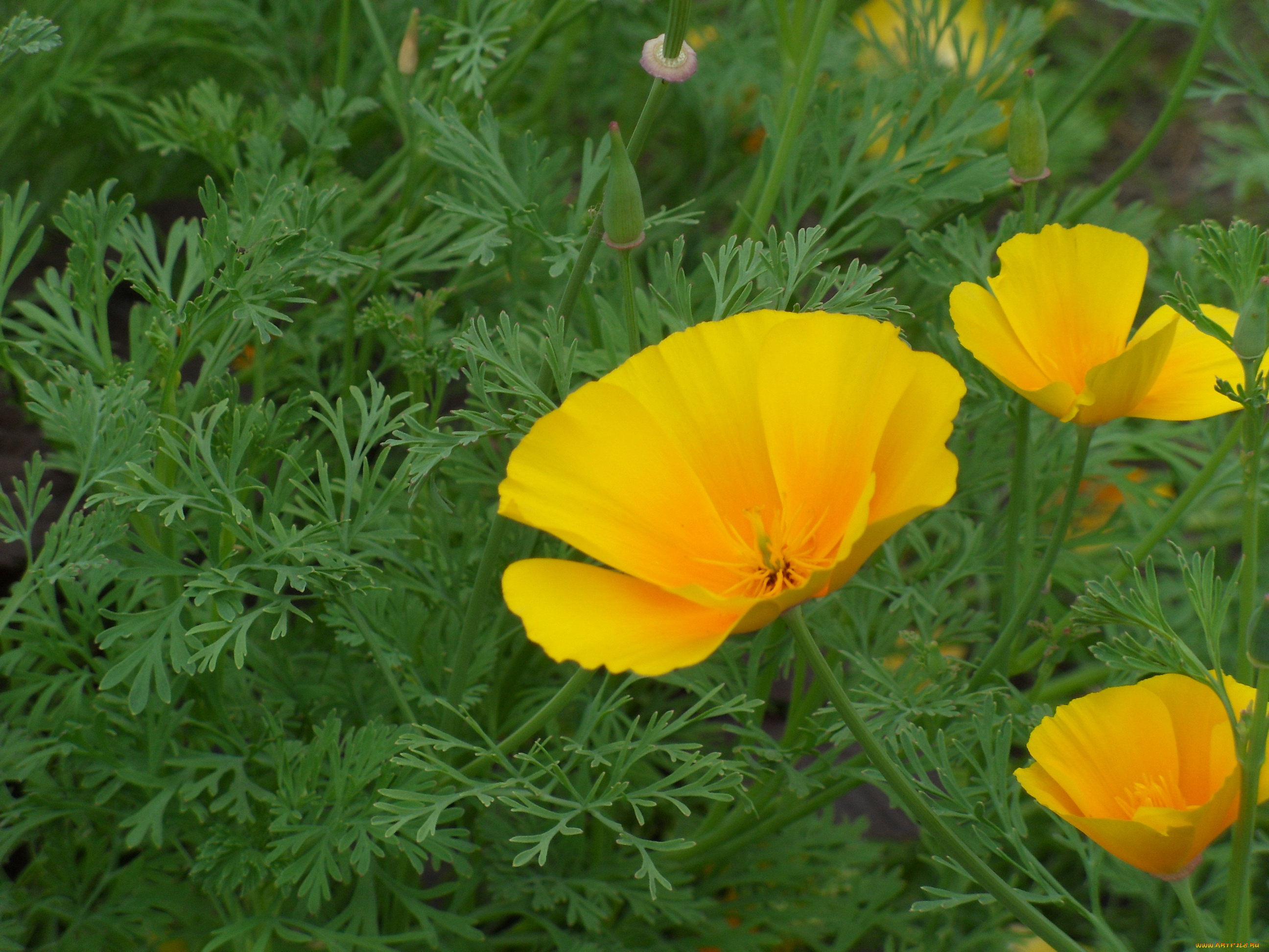 цветы, эшшольция, лепестки