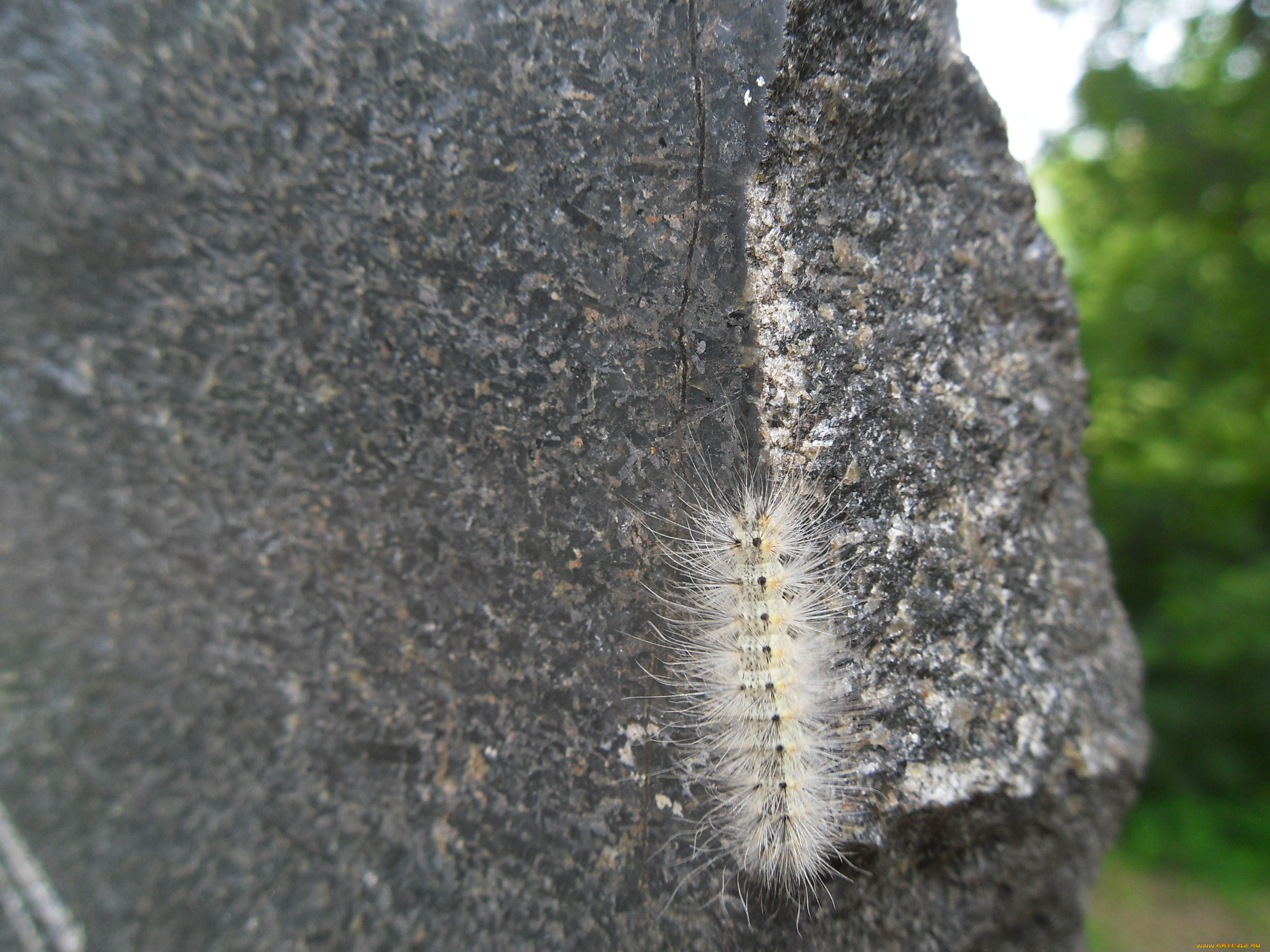 животные, гусеницы, гусеница