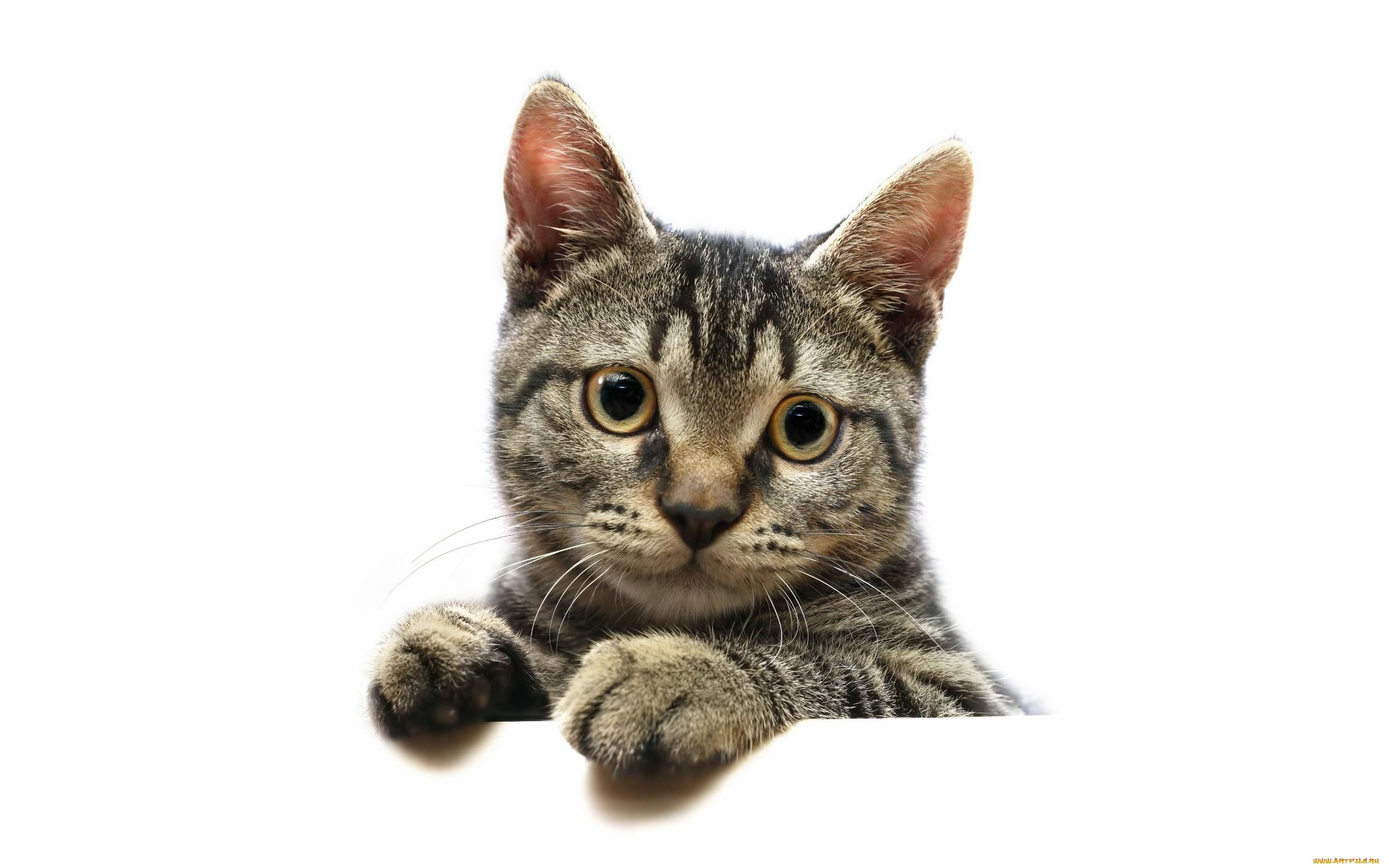 животные, коты, cat