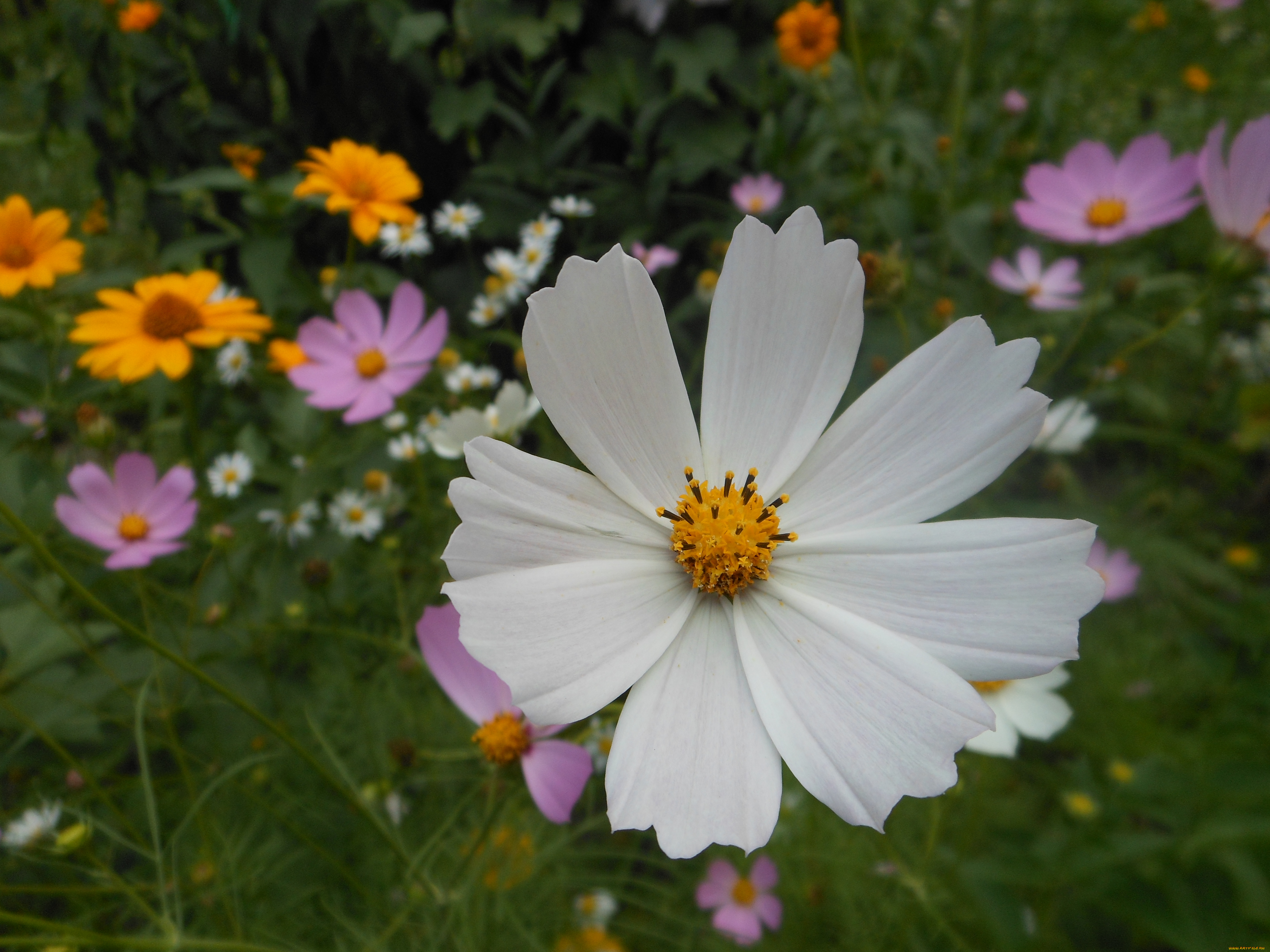 цветы, космея, лето, лепестки