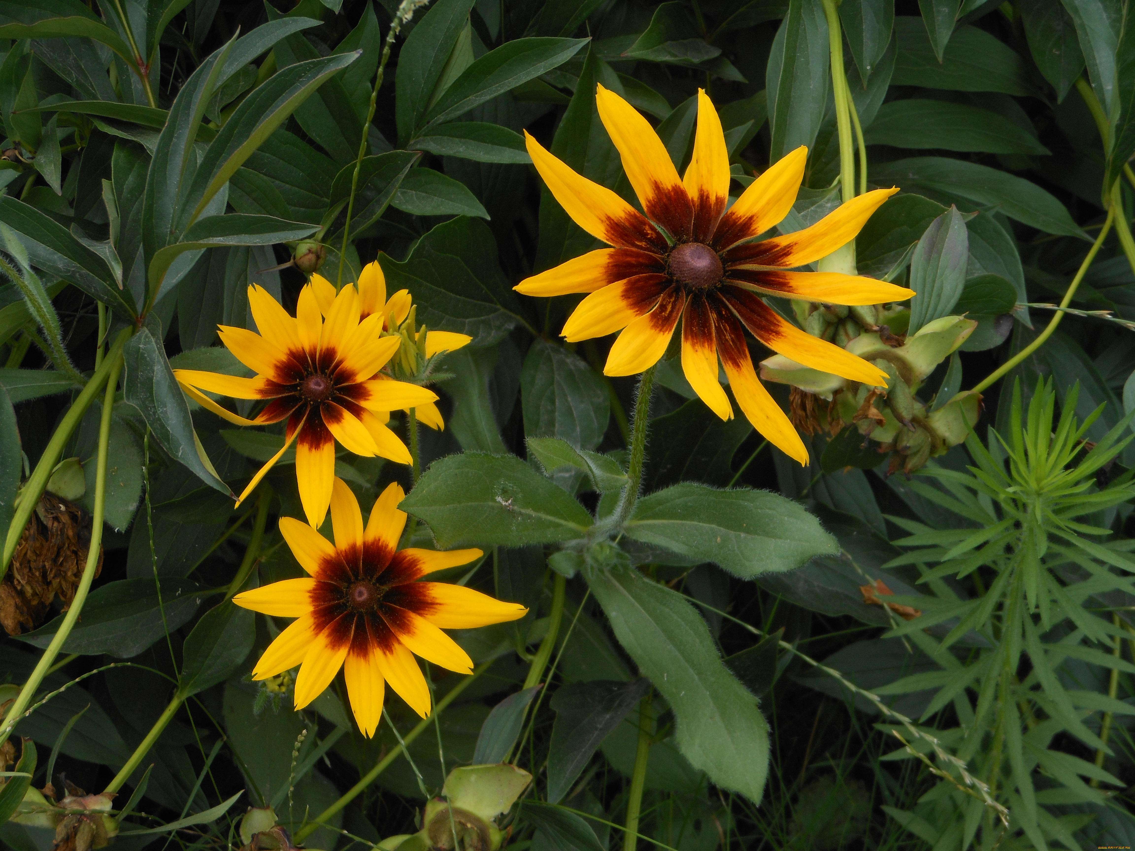 цветы, рудбекия, лето, лепестки