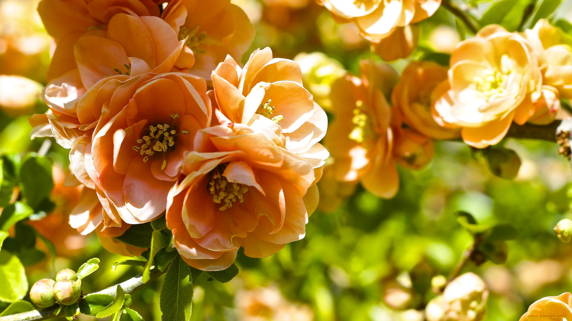 цветы, айва, цветение