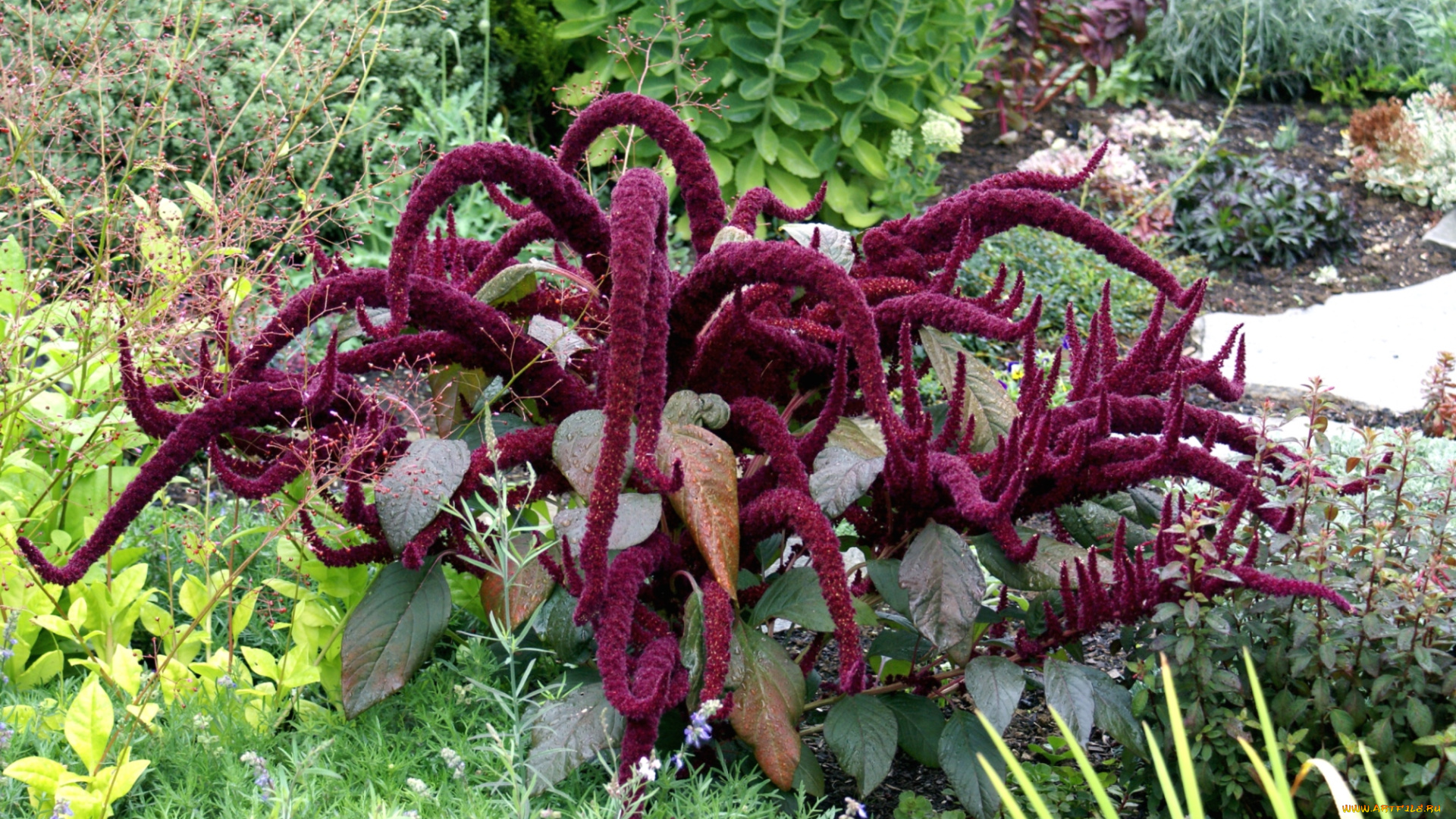 цветы, амаранты, чудище