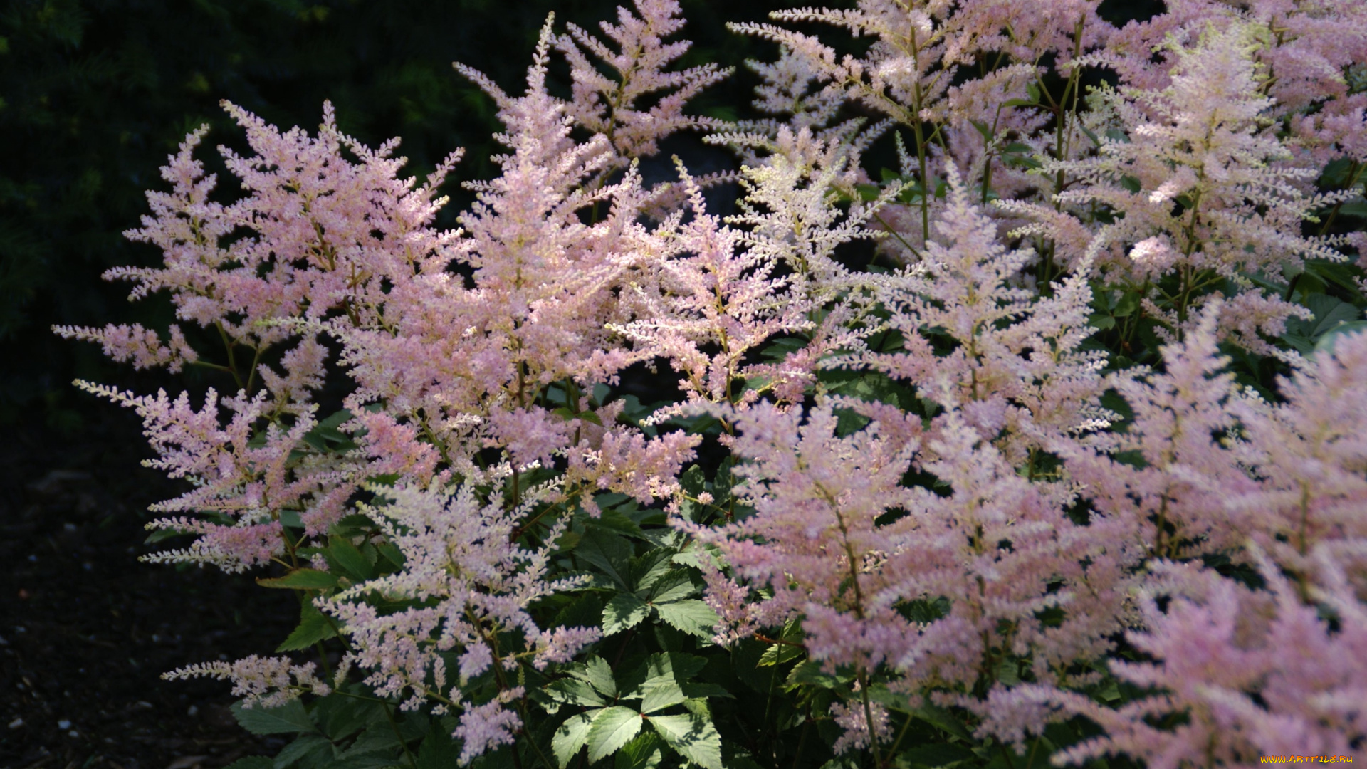 цветы, астильбы, розовый