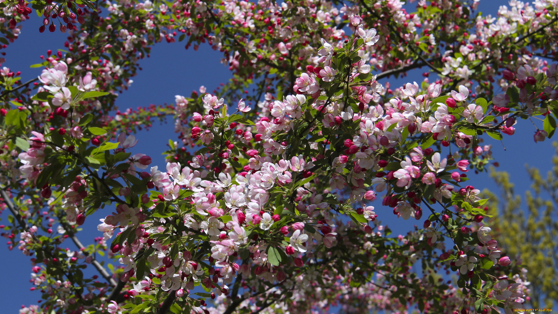 цветы, цветущие, деревья, кустарники, ветки, цветение, макро, весна