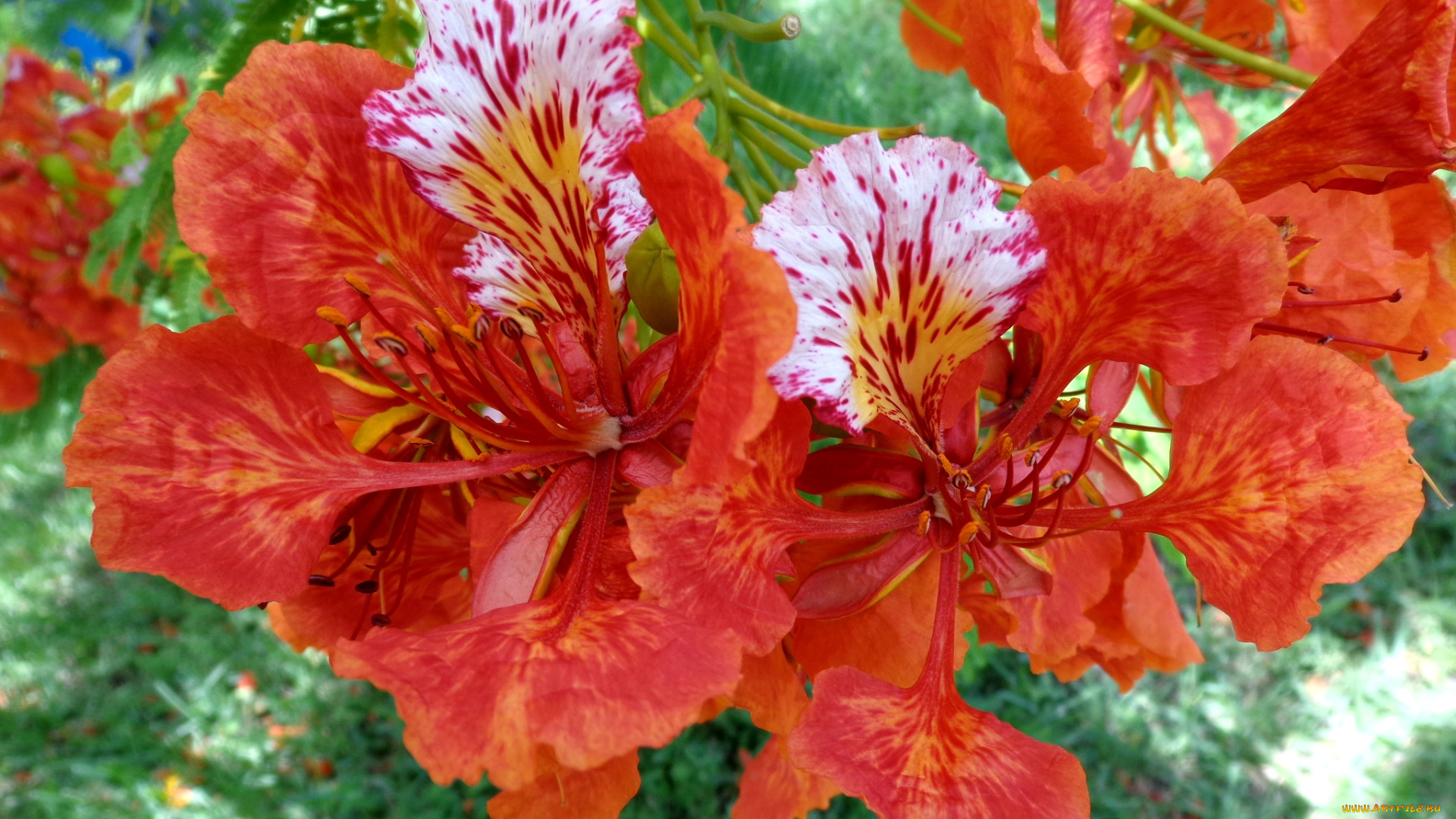 цветы, делоникс, королевский, огненное, дерево, экзотика