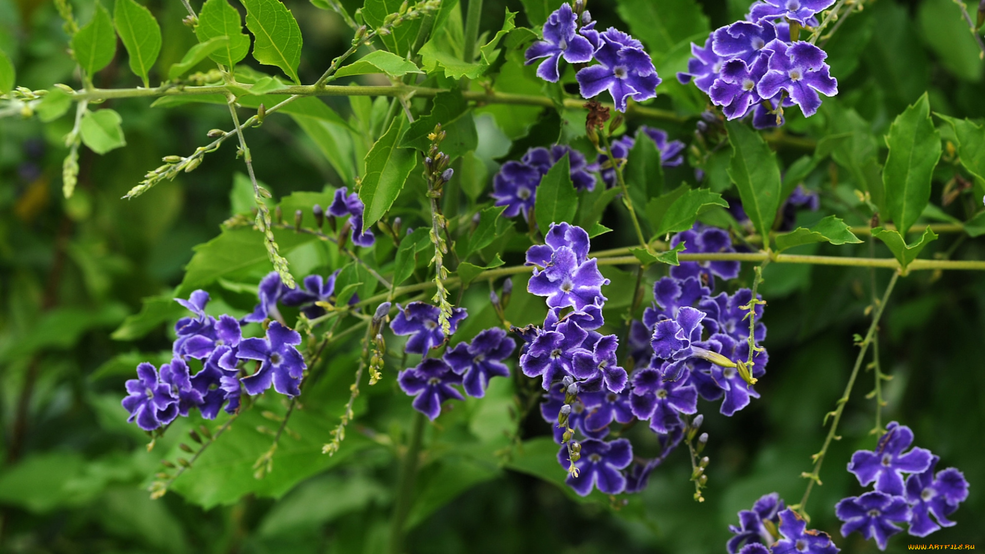 цветы, дуранта, фиолетовый