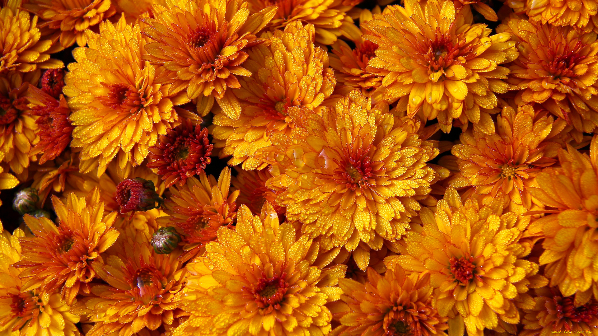 цветы, хризантемы, капли, макро