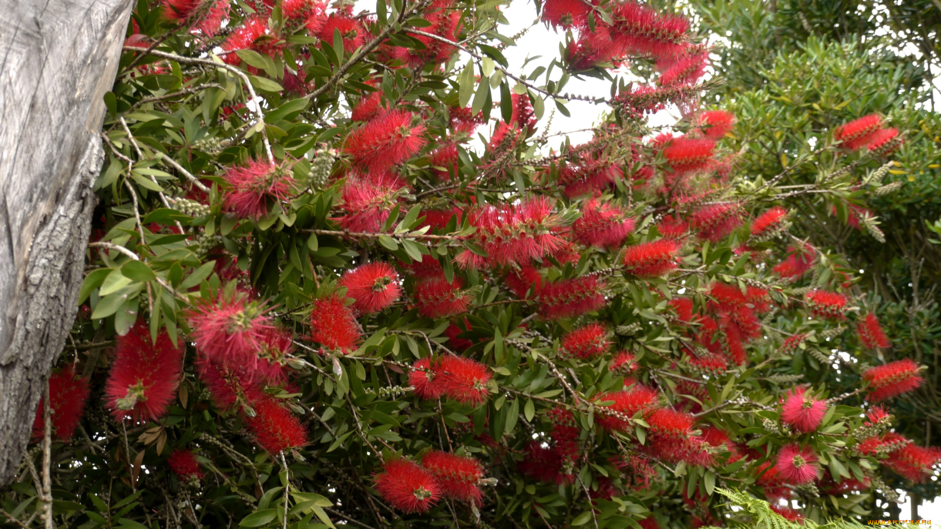 цветы, каллистемон, экзотика, ершики