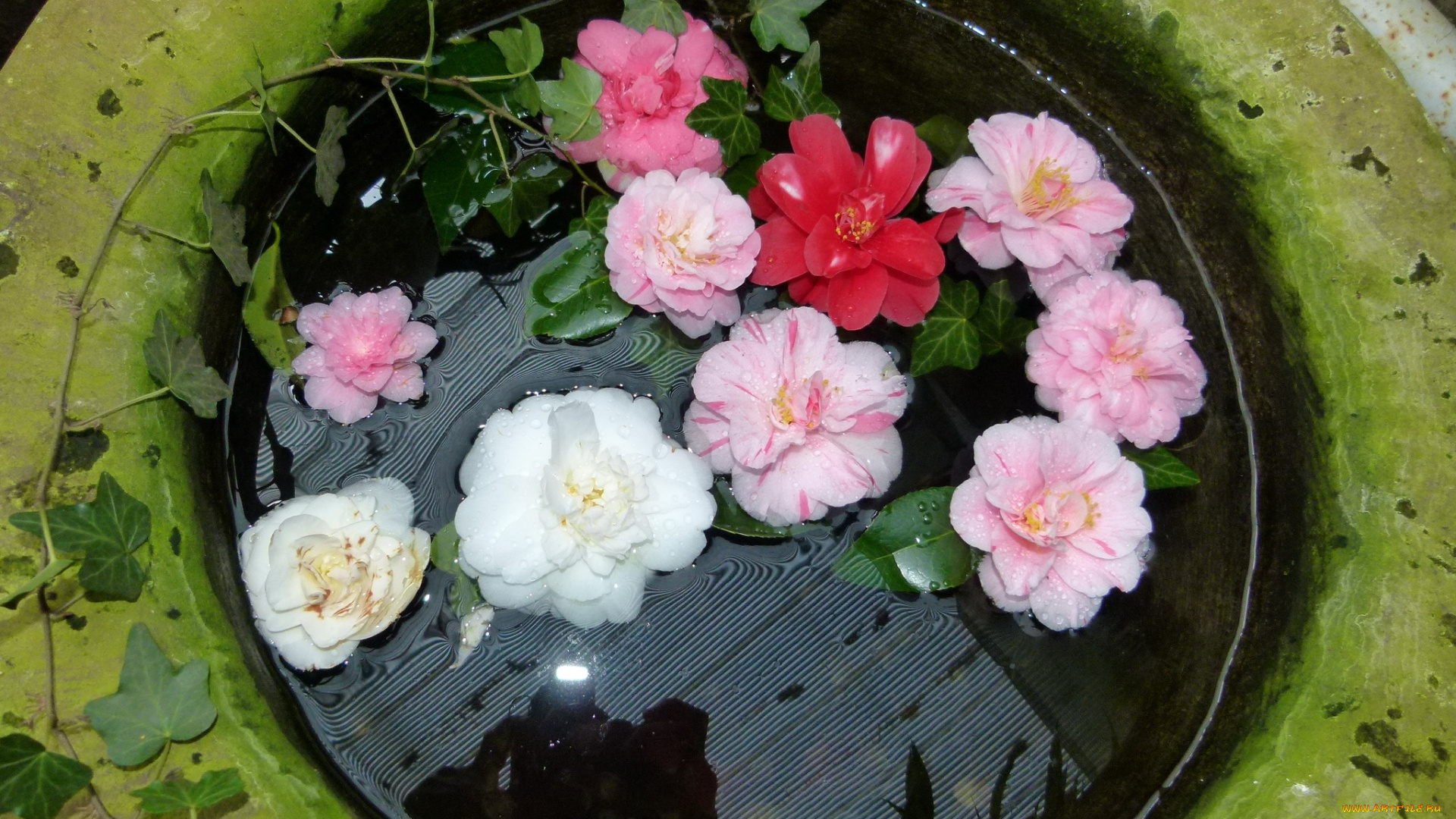 цветы, камелии, камелия, композиция