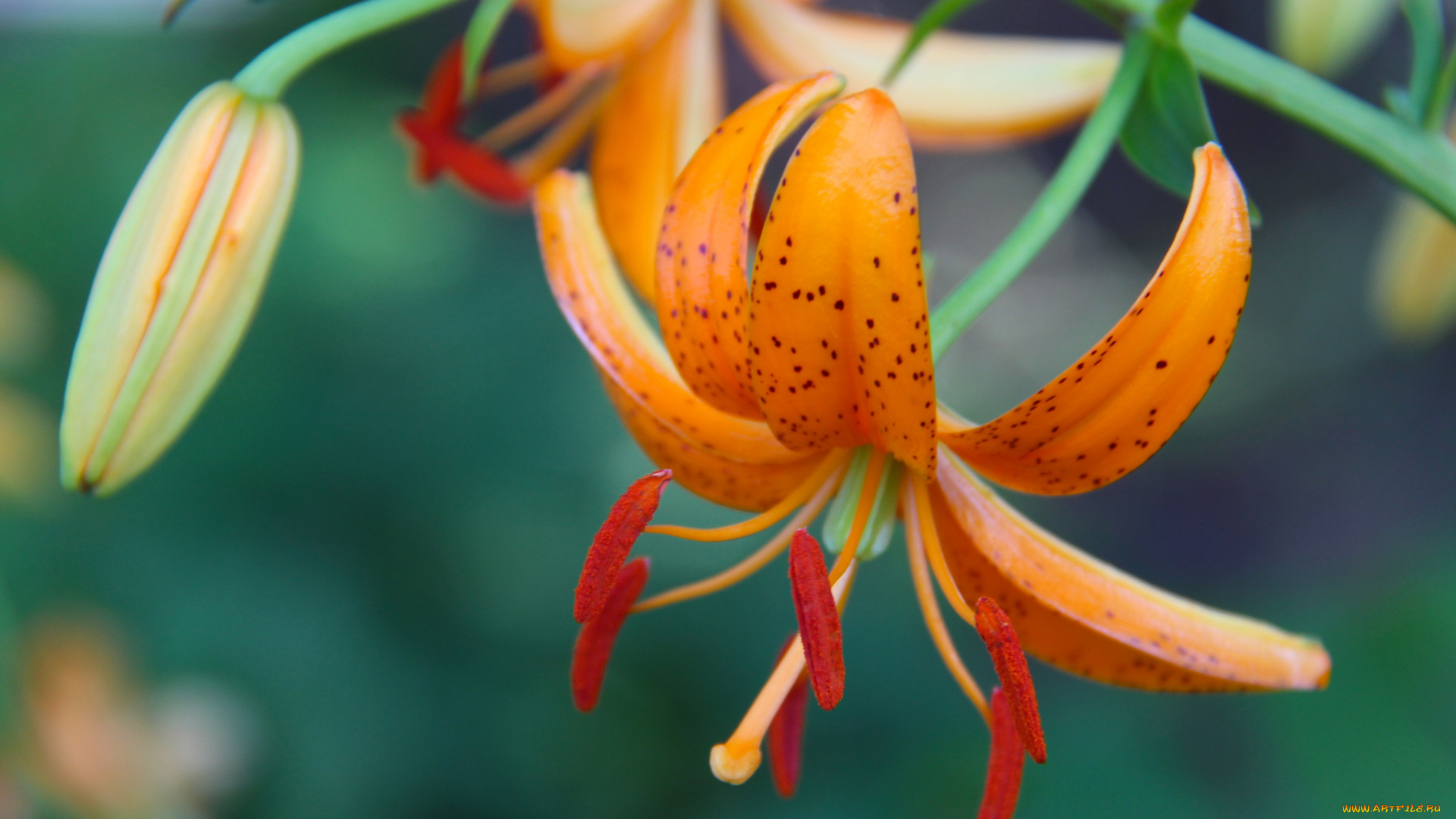 цветы, лилии, лилейники, бутон, лепестки, макро