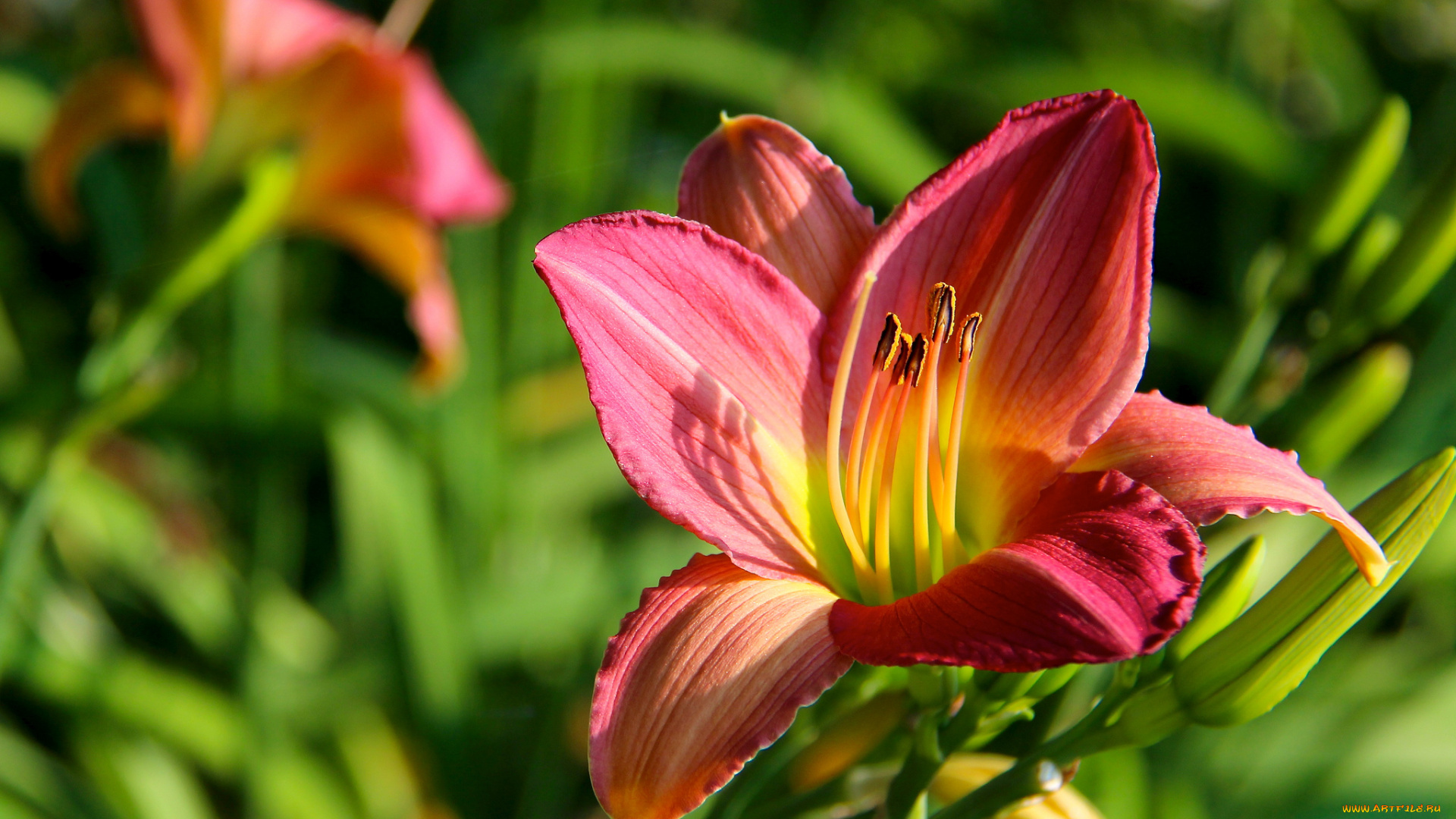 цветы, лилии, лилейники, макро