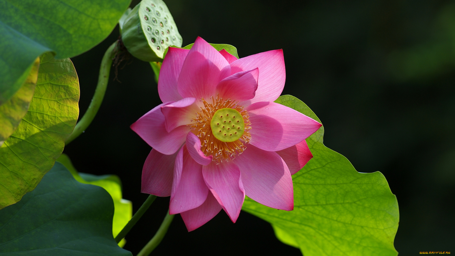 цветы, лотосы, розовый