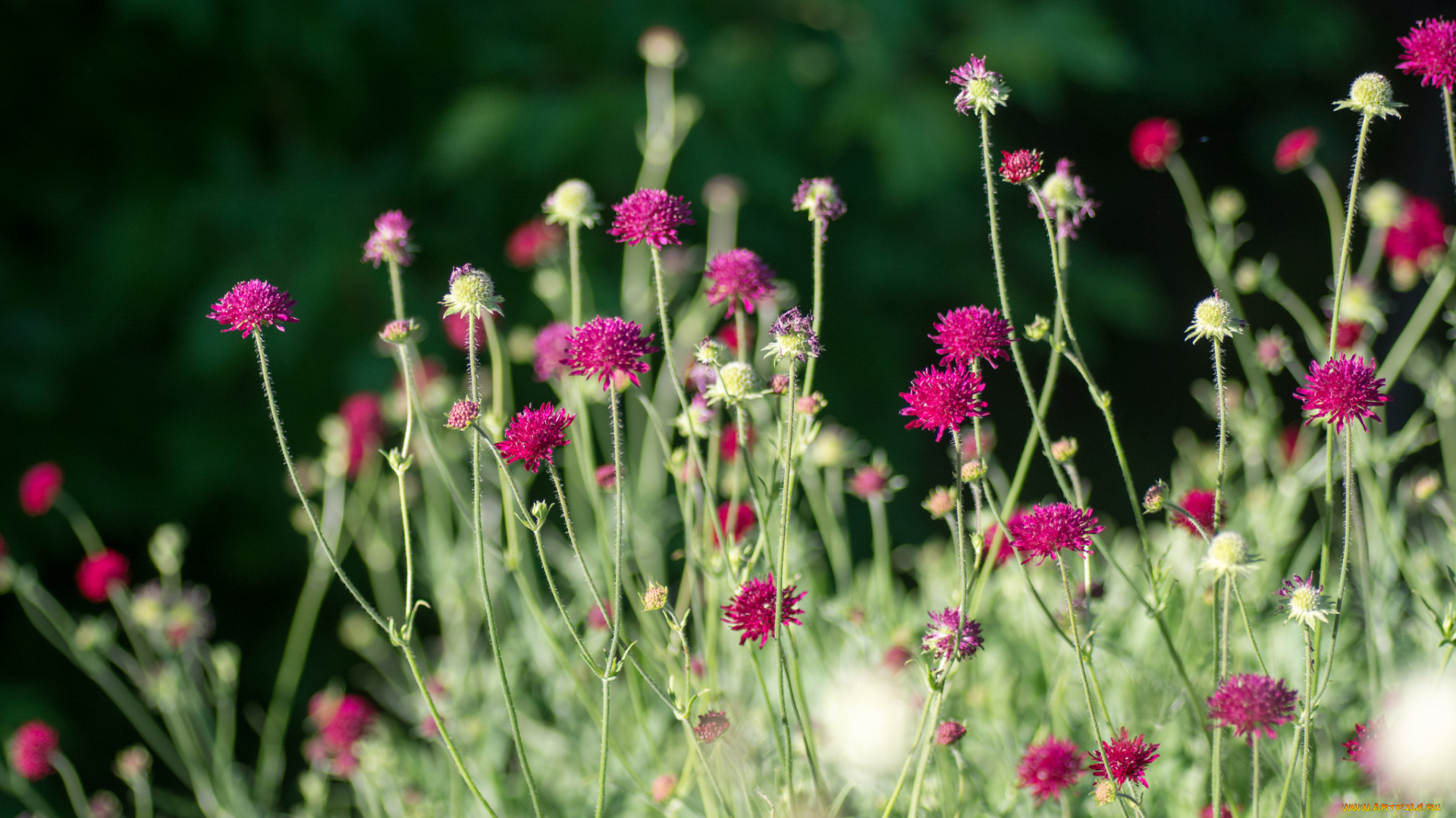 цветы, луговые, полевые, луг