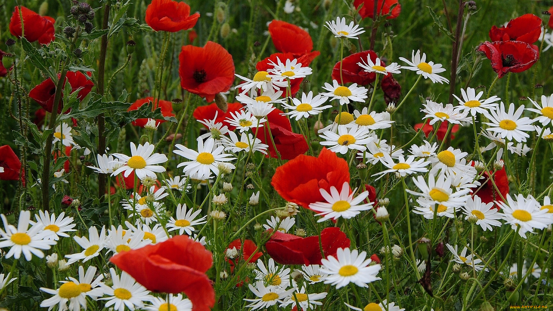 цветы, луговые, полевые, луг, маки, ромашки