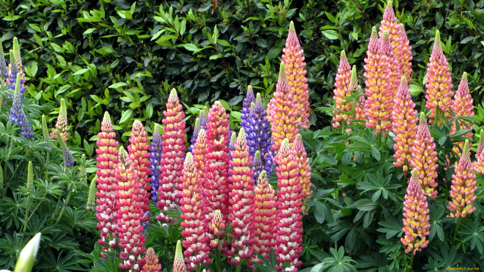 цветы, люпин, высокий