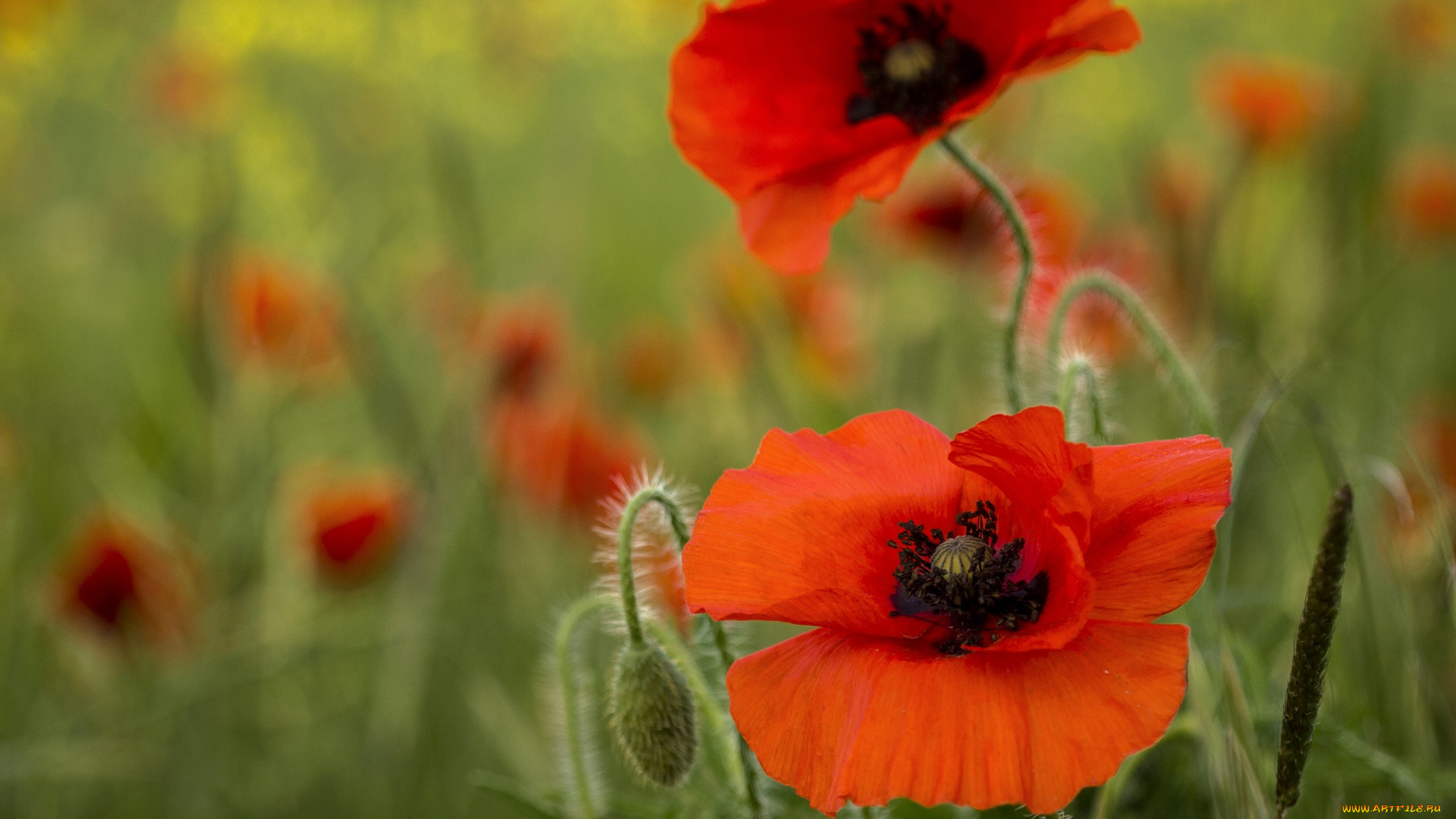 цветы, маки, красный