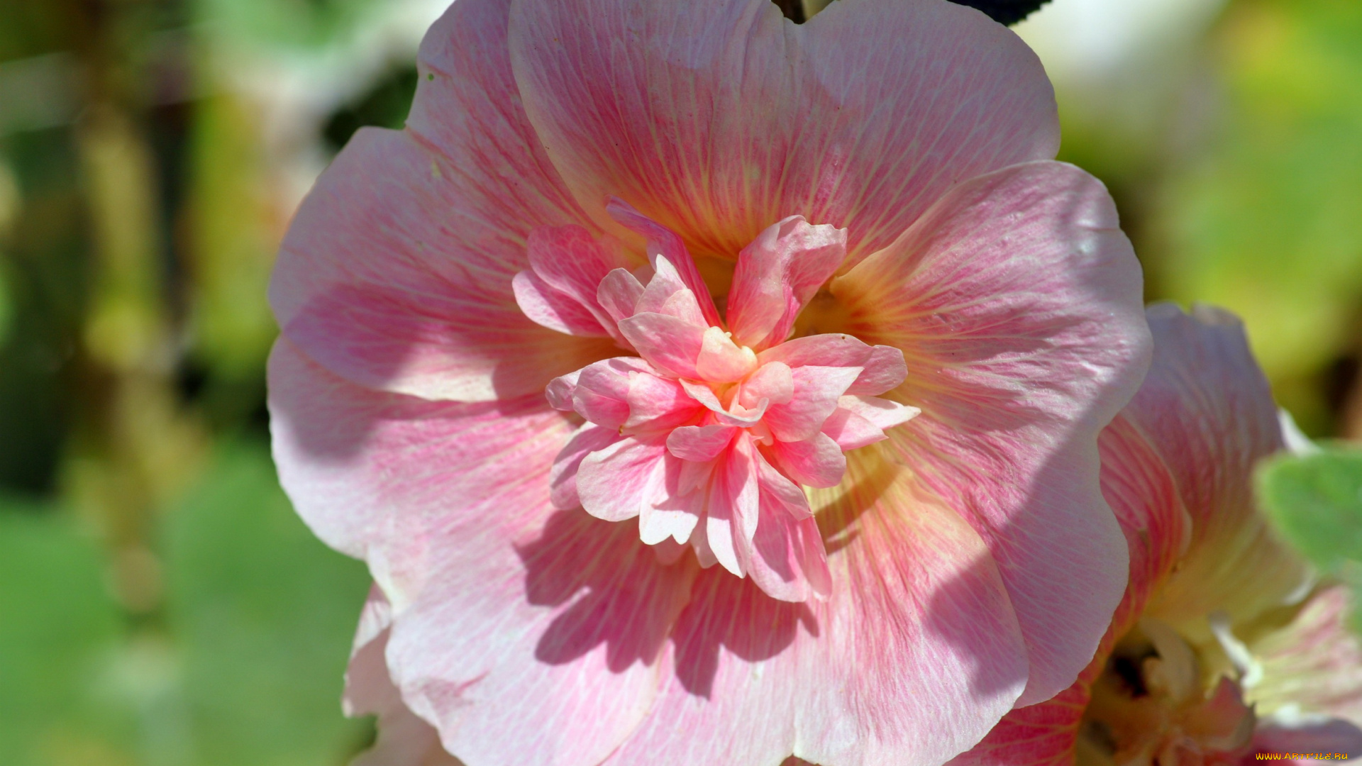 цветы, мальвы, мальва