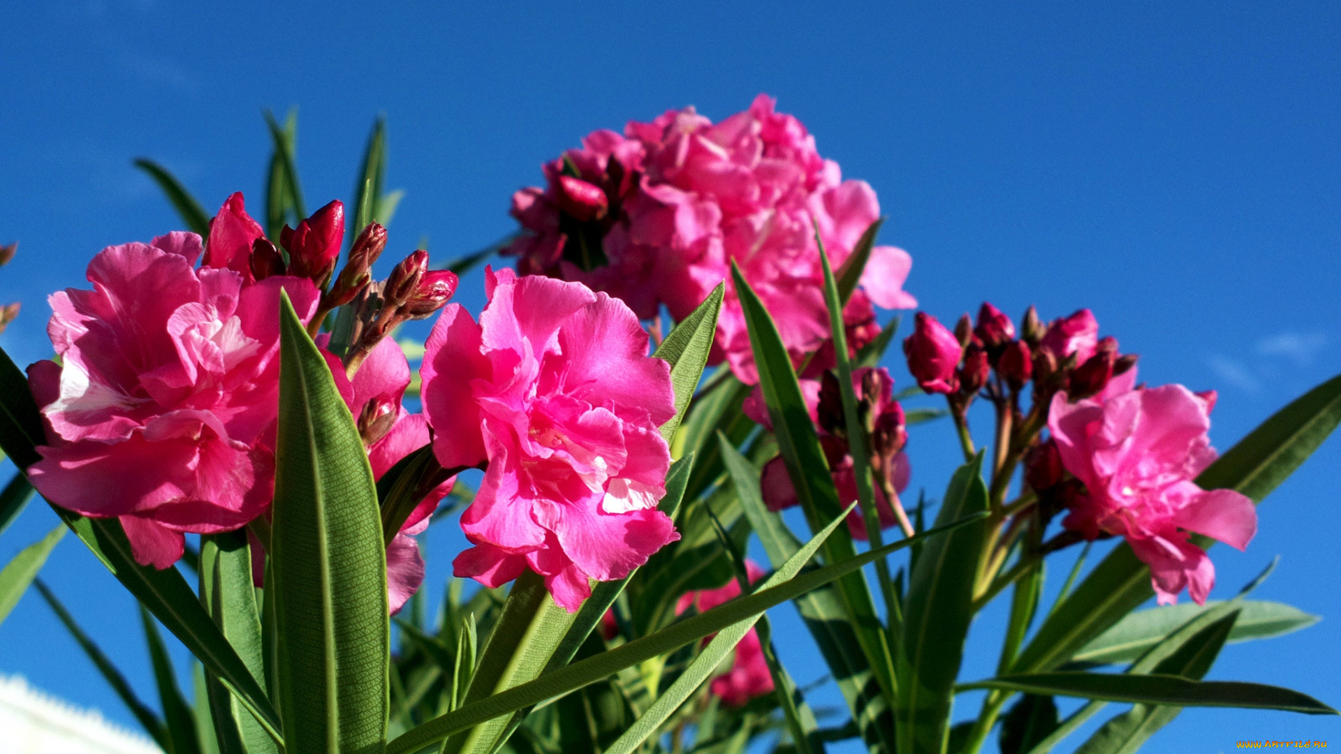 цветы, олеандры, яркий, экзотика