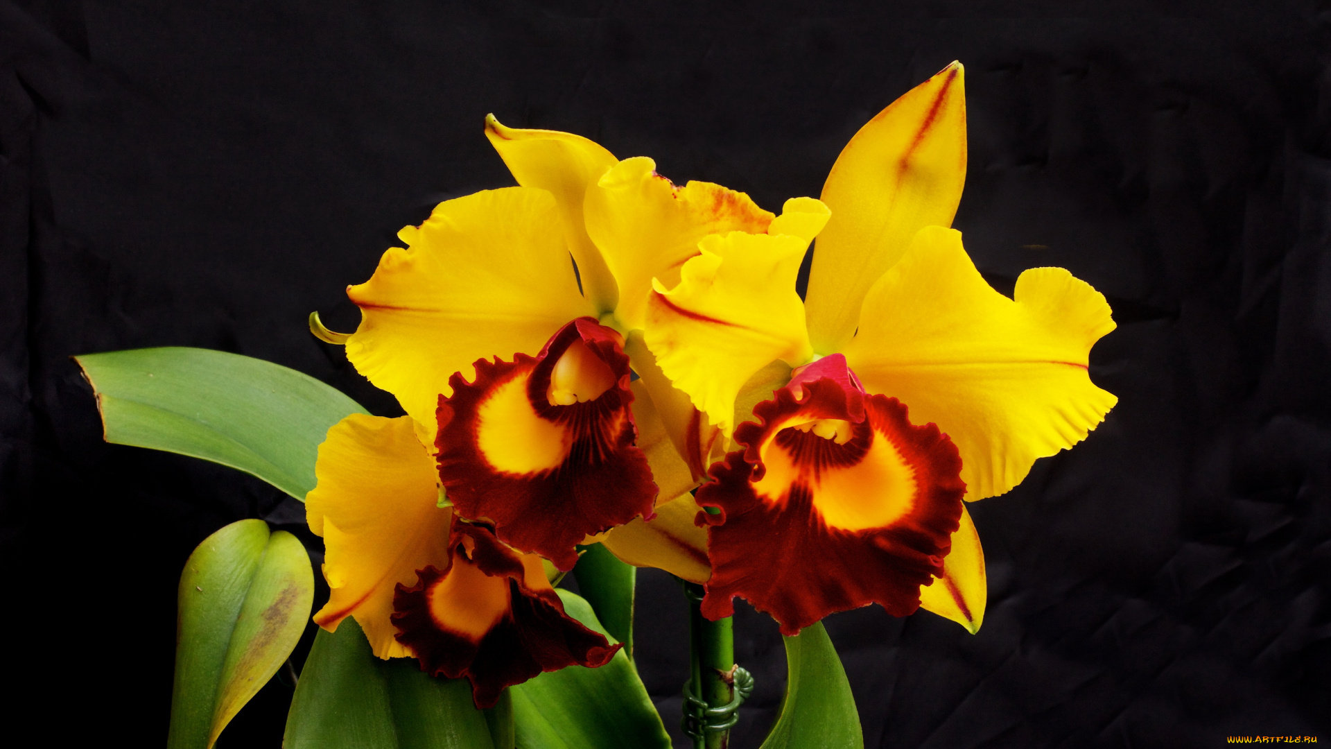 цветы, орхидеи