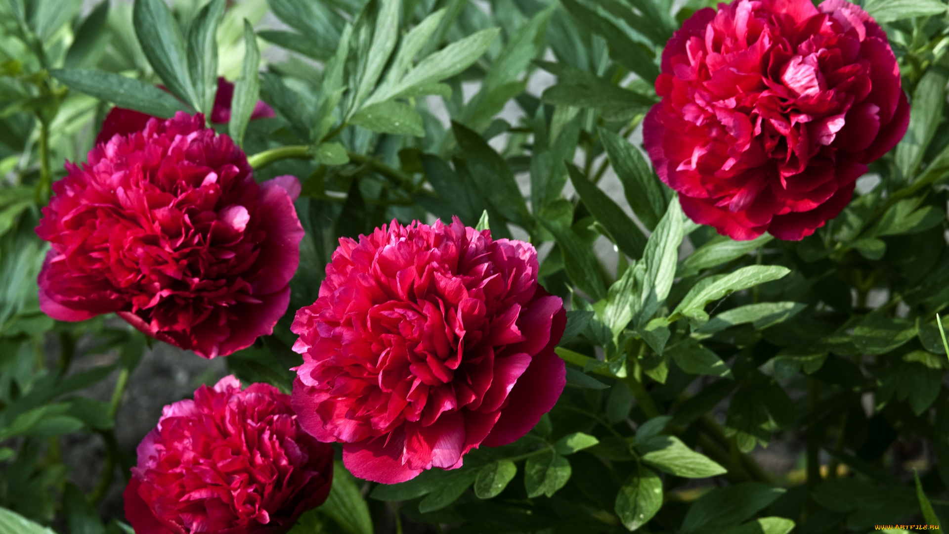 цветы, пионы, красный