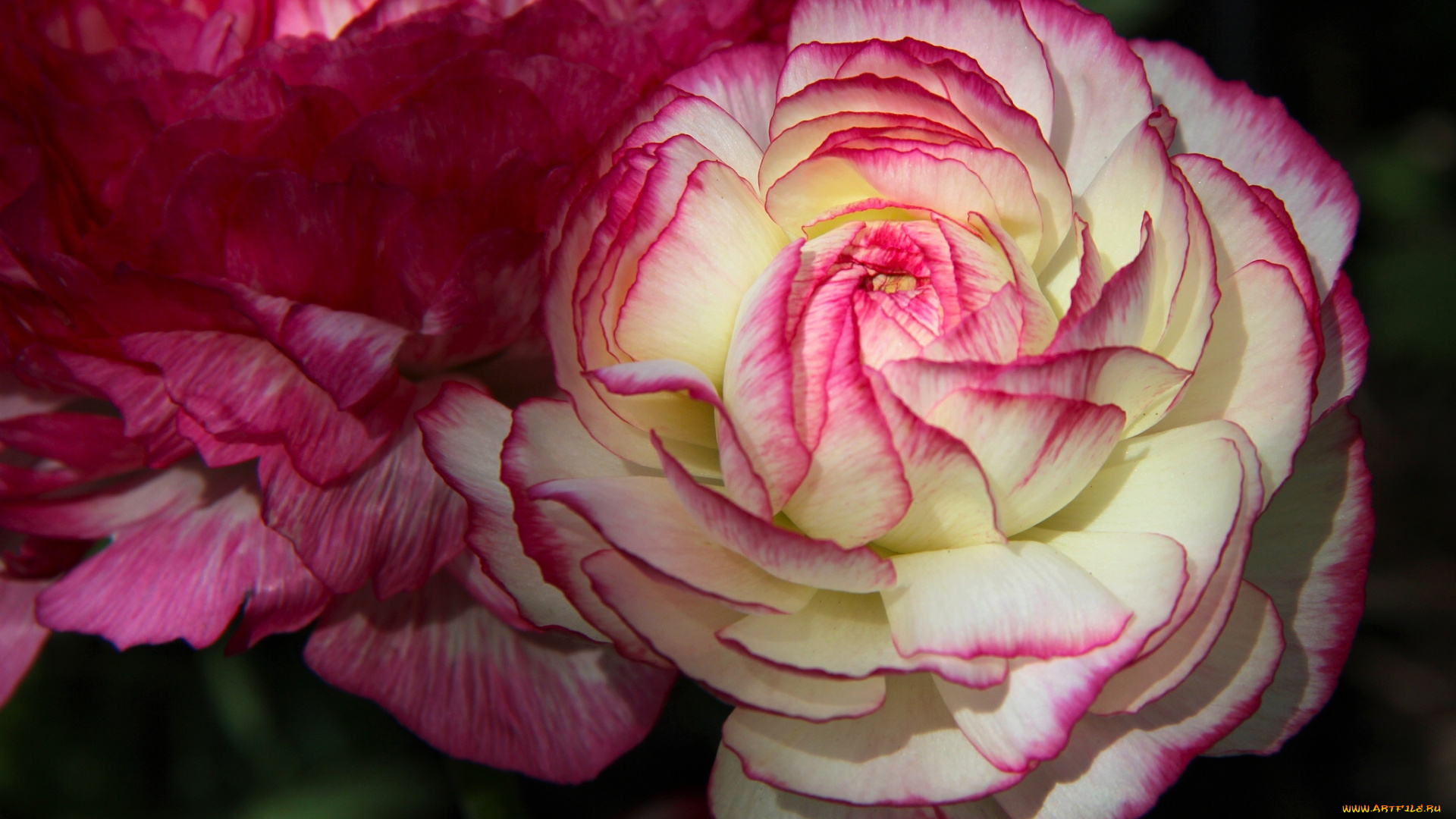 цветы, ранункулюс, азиатский, лютик, макро