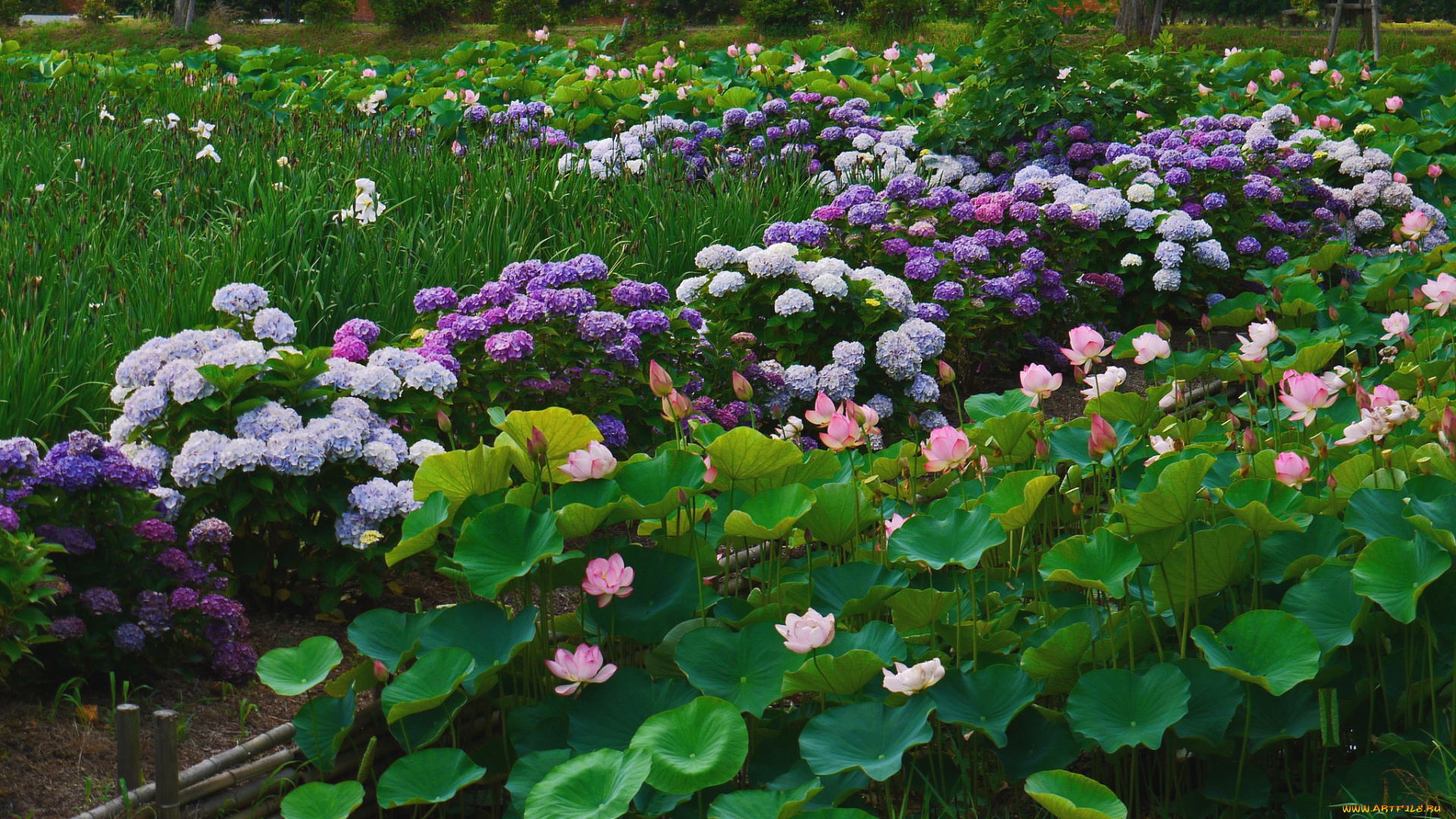 цветы, разные, вместе, лотосы, гортензия, ирисы