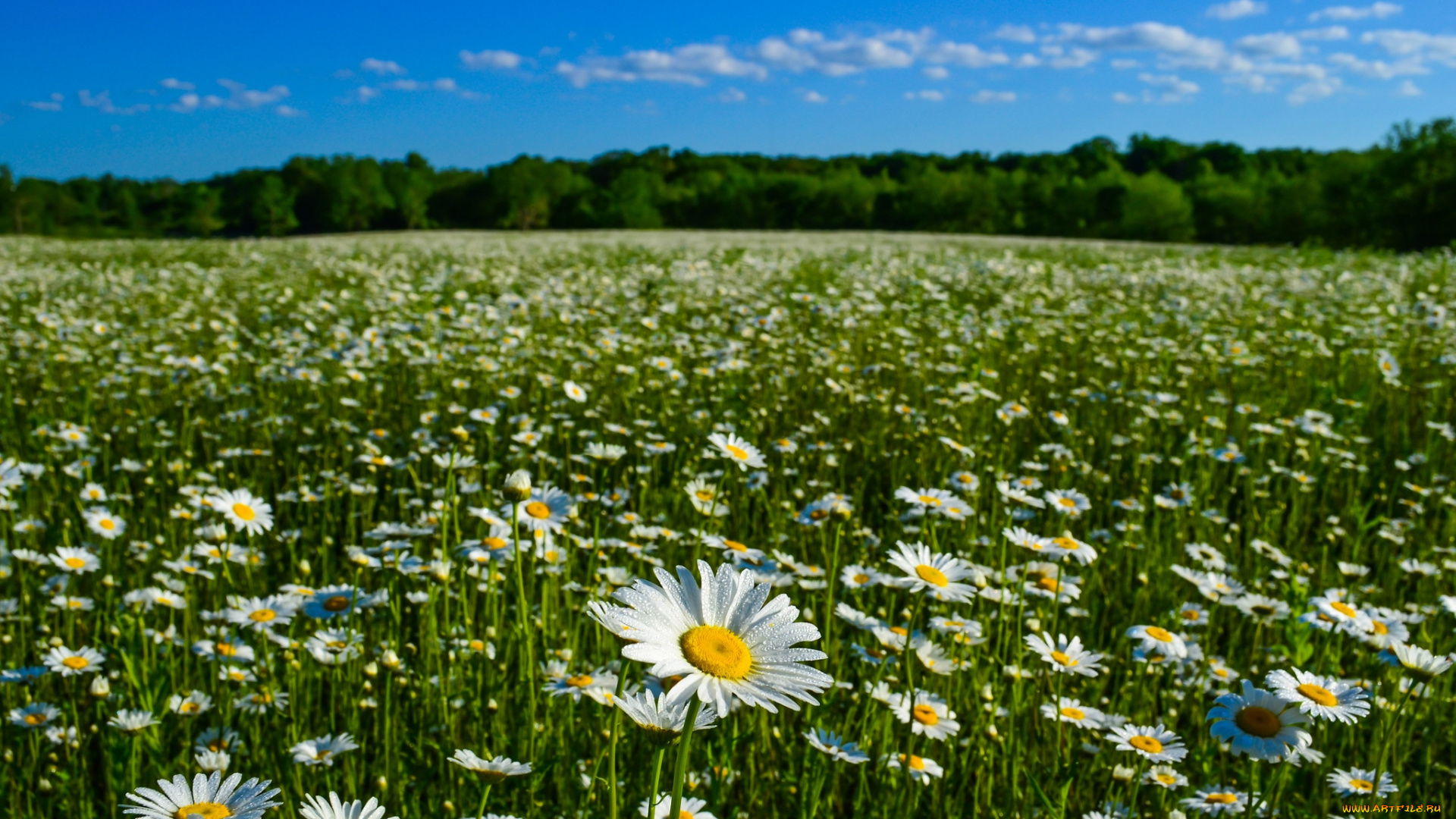 цветы, ромашки, луг, роса
