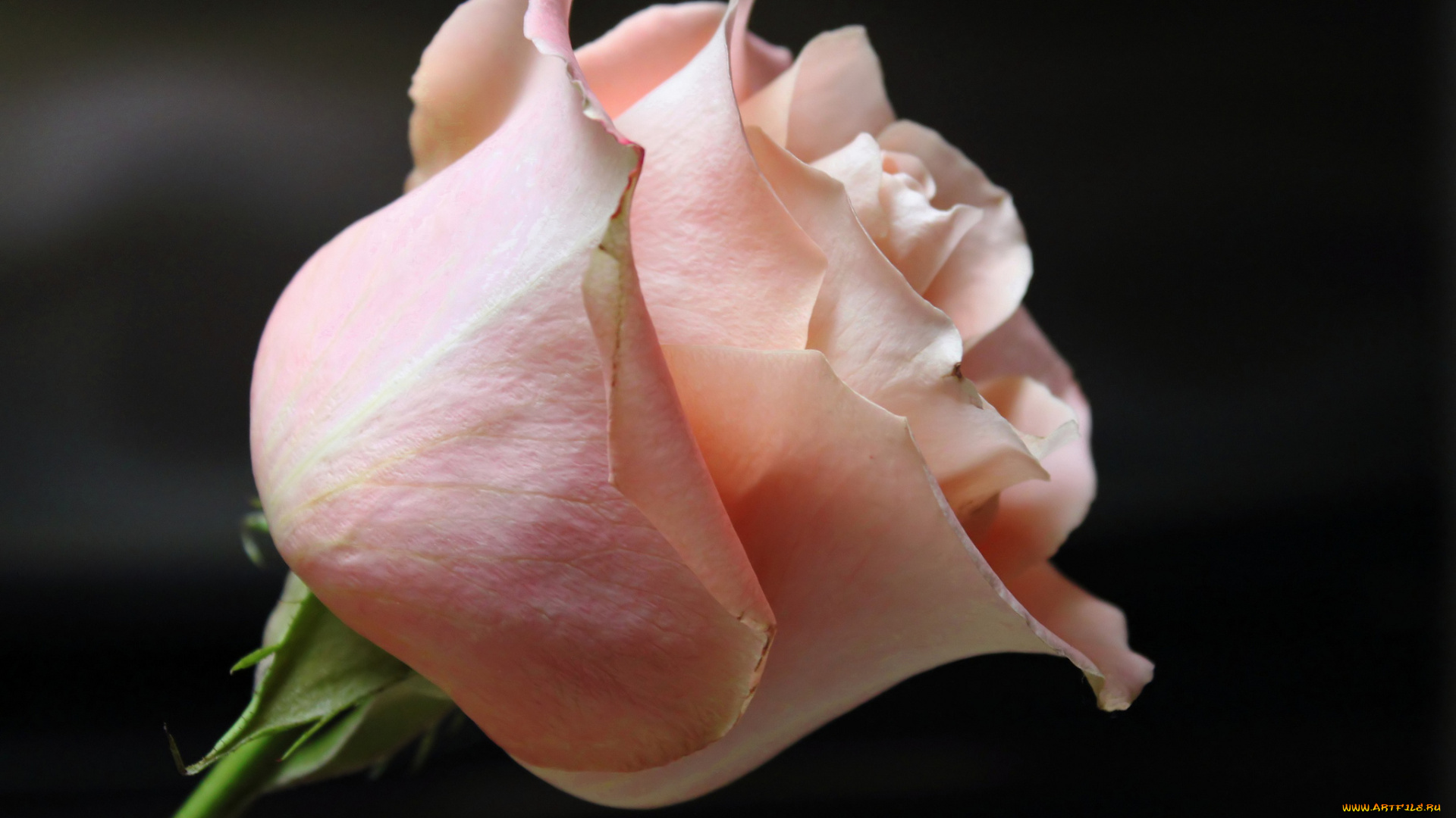 цветы, розы, бутон, макро