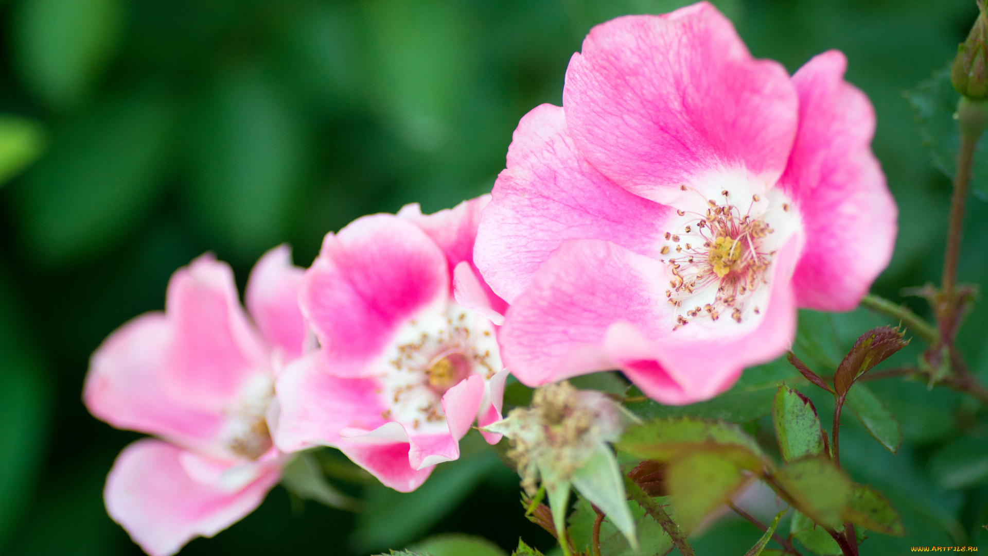 цветы, розы, макро